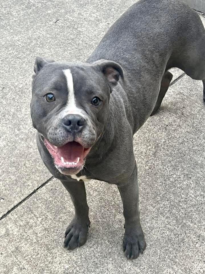 Lulu, a ADOPTABLE Pit Bull Terrier in Chicago, IL image 2/5