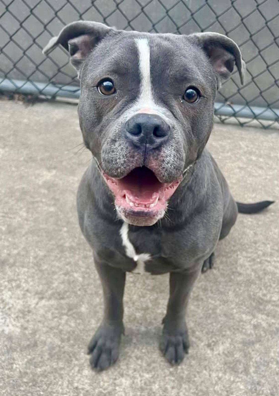 Lulu, a ADOPTABLE Pit Bull Terrier in Chicago, IL image 3/5