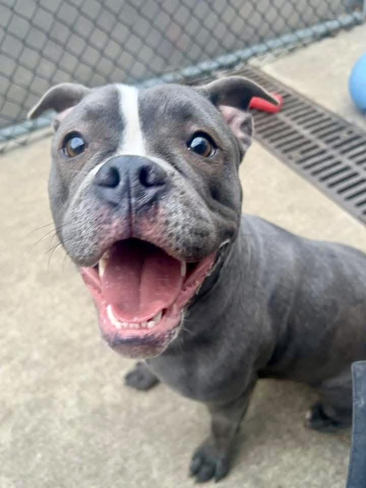 Lulu, a ADOPTABLE Pit Bull Terrier in Chicago, IL image 4/5