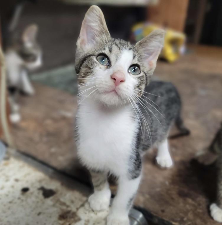 Bomb Pop, Adoptable, Kitten Male Domestic Short Hair.