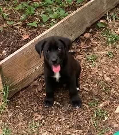 Vincent, a ADOPTABLE mixed breed in Wando, SC image 4/5