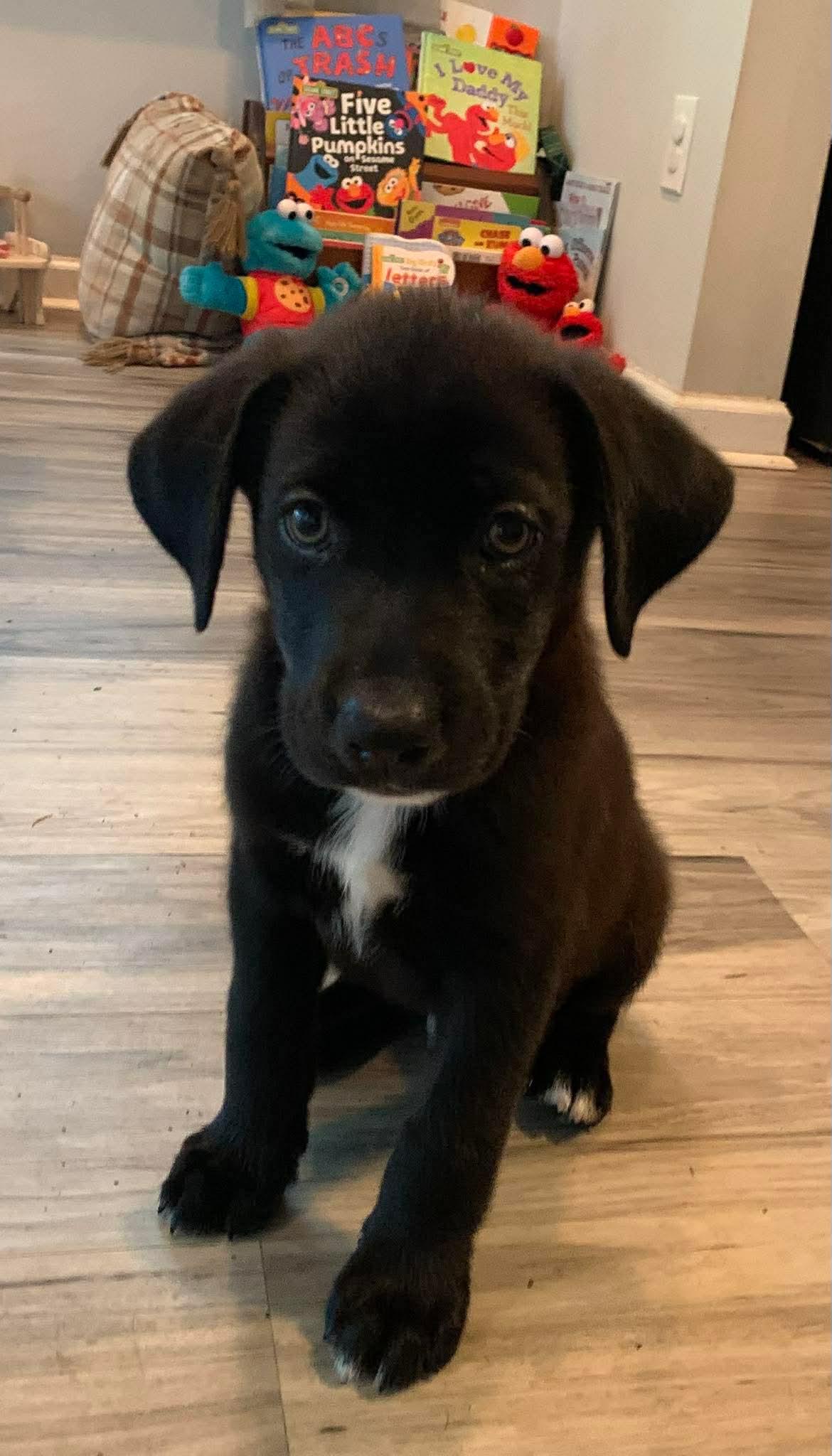 Vincent, ADOPTABLE, Puppy Male Retriever.