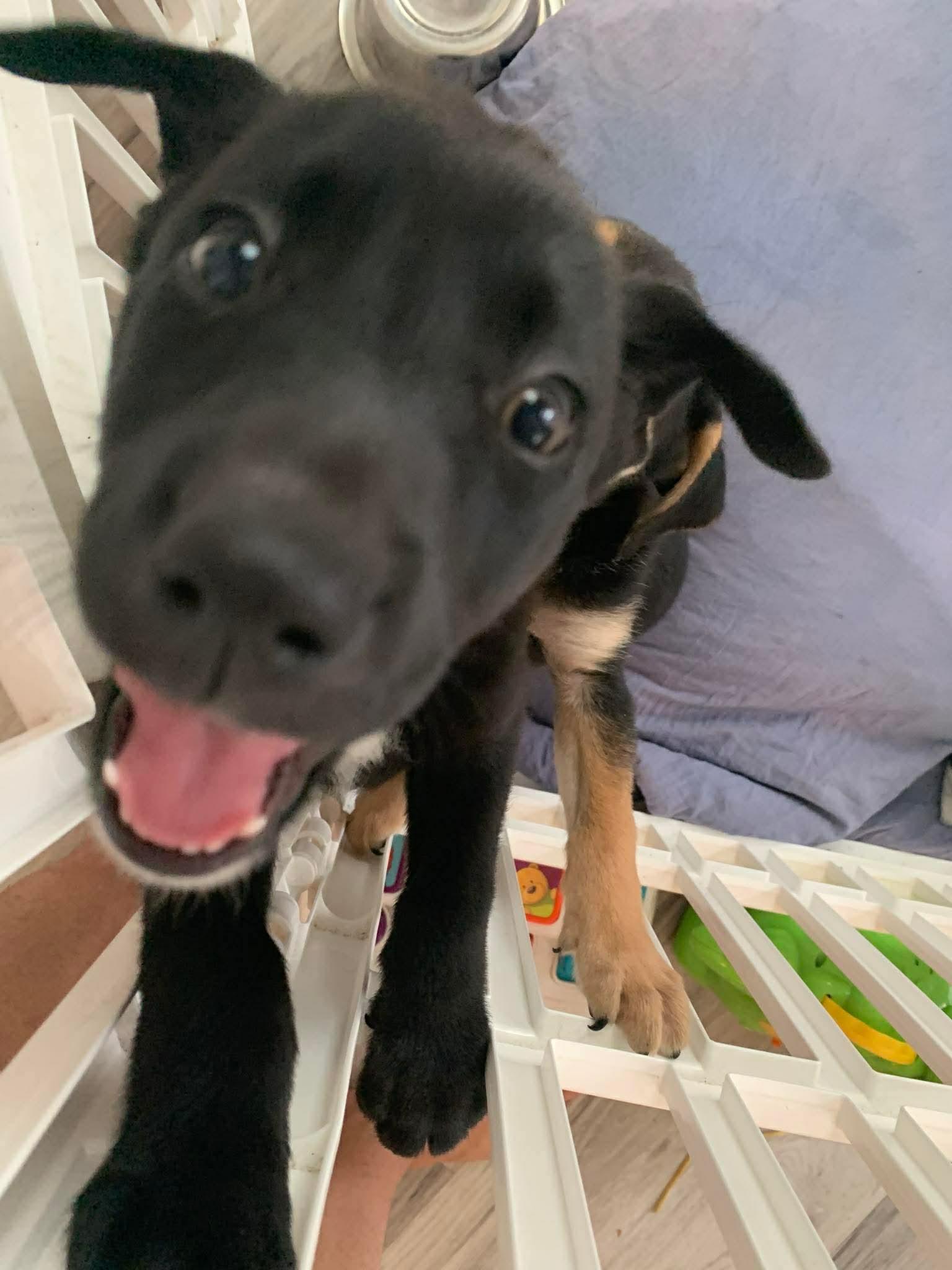 Vincent, a ADOPTABLE mixed breed in Wando, SC image 5/5