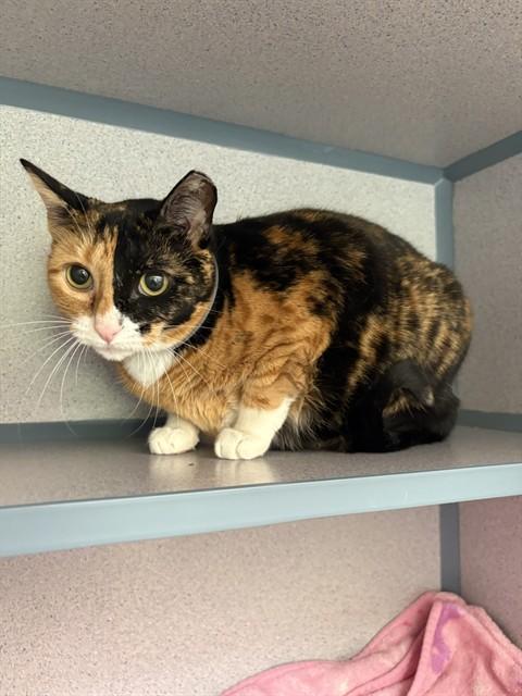 COCO, Adoptable, Adult Female Domestic Medium Hair.