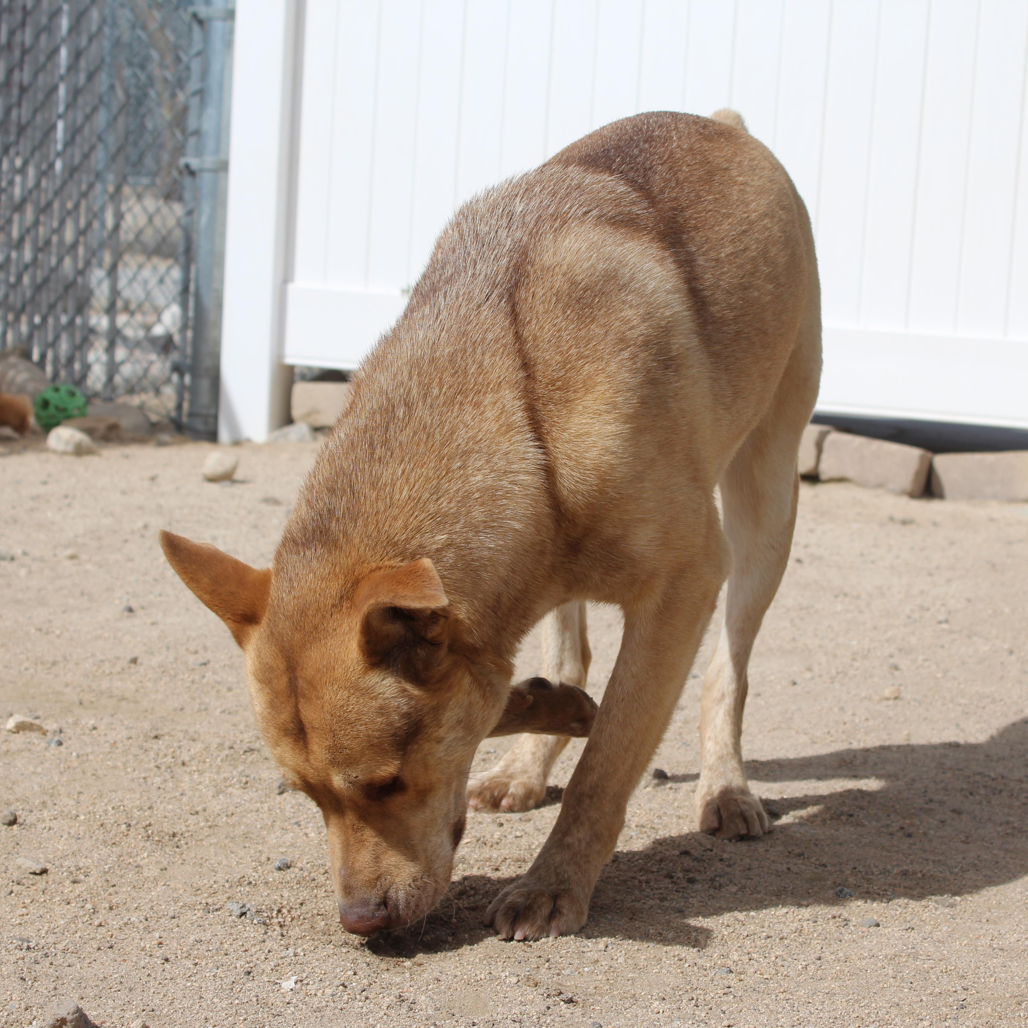 Enlarge Wiley, a Adoptable mixed breed in Yucca Valley, CA image 6/6