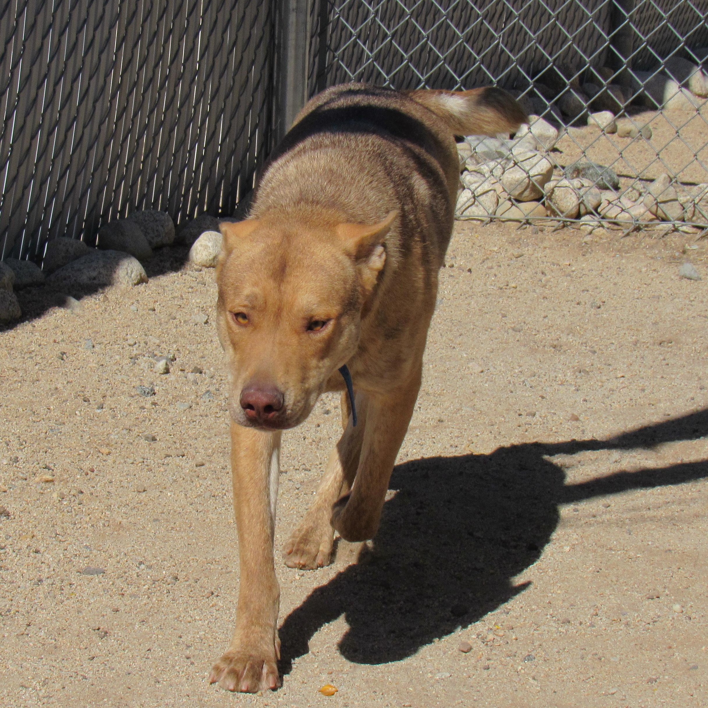 Wiley, Adoptable, Adult Male Shepherd.