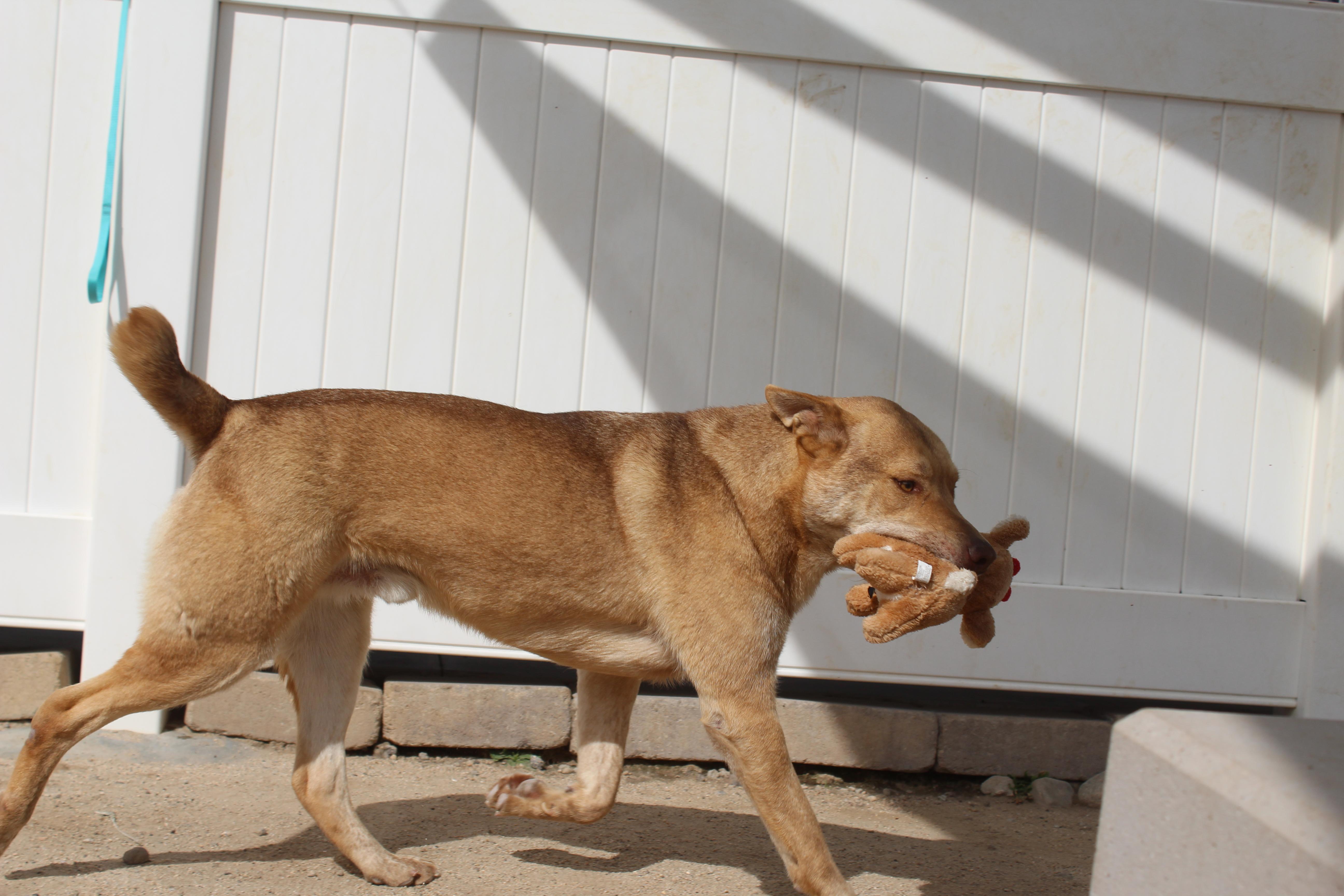 Enlarge Wiley, a Adoptable mixed breed in Yucca Valley, CA image 3/6