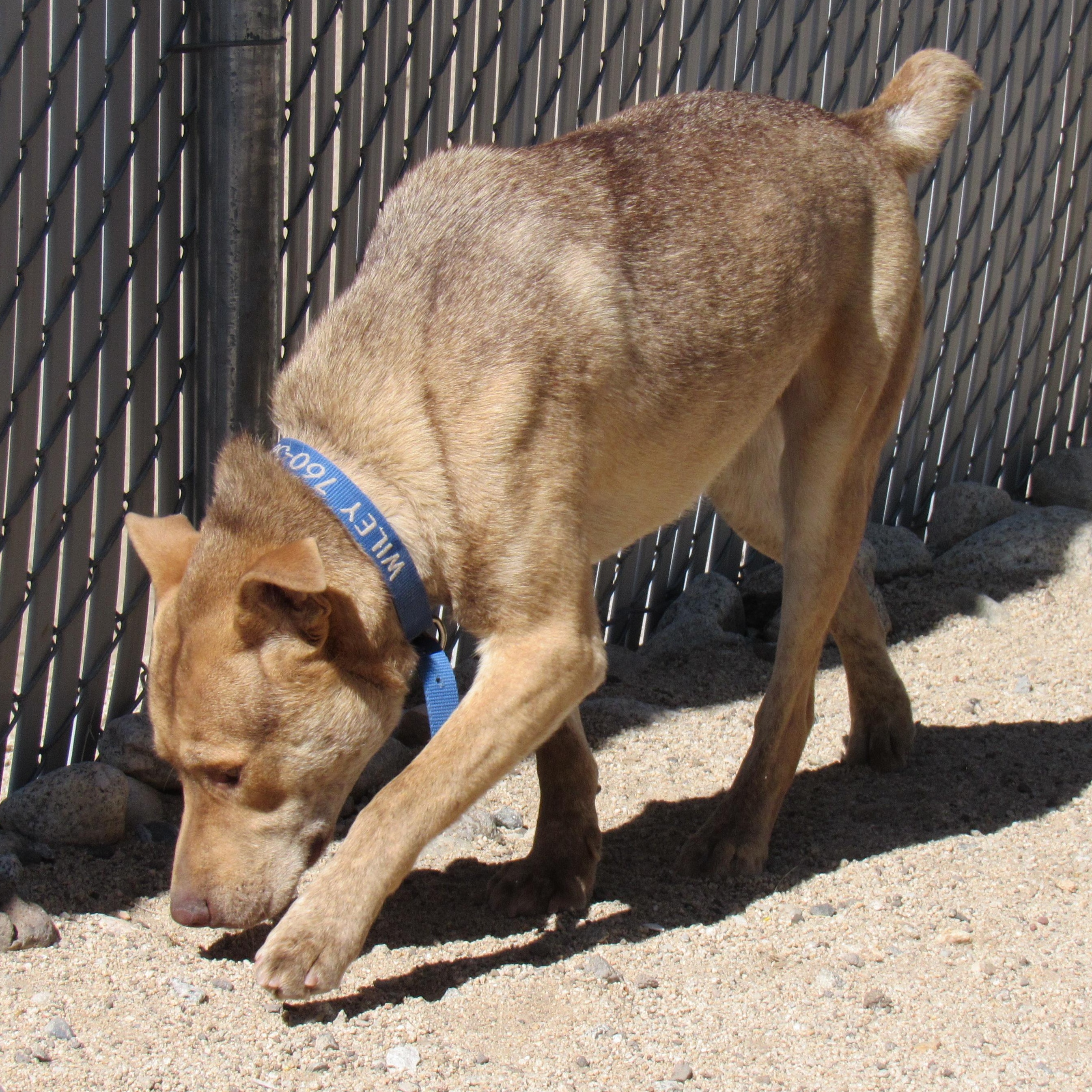 Enlarge Wiley, a Adoptable mixed breed in Yucca Valley, CA image 2/3
