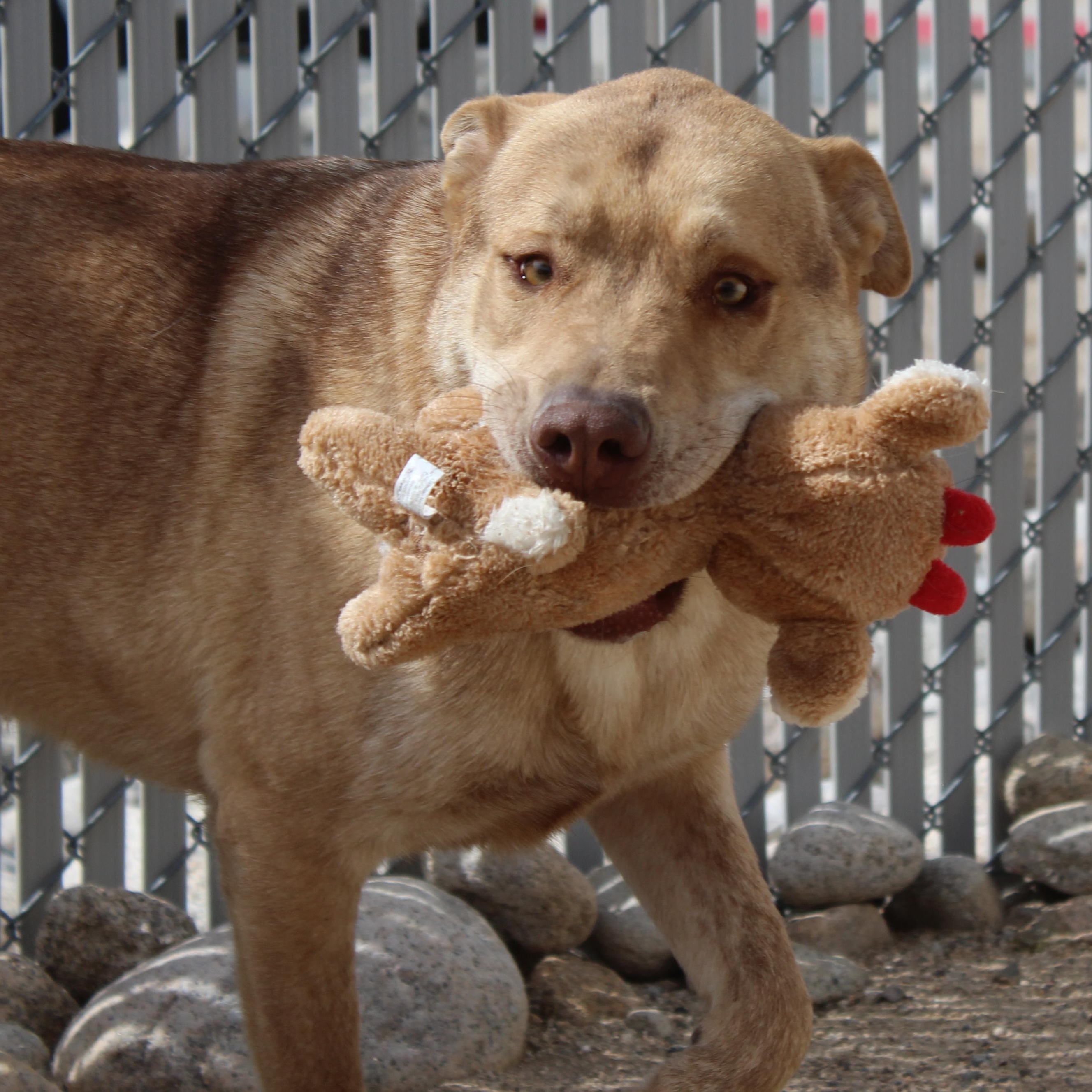Enlarge Wiley, a Adoptable mixed breed in Yucca Valley, CA image 4/6