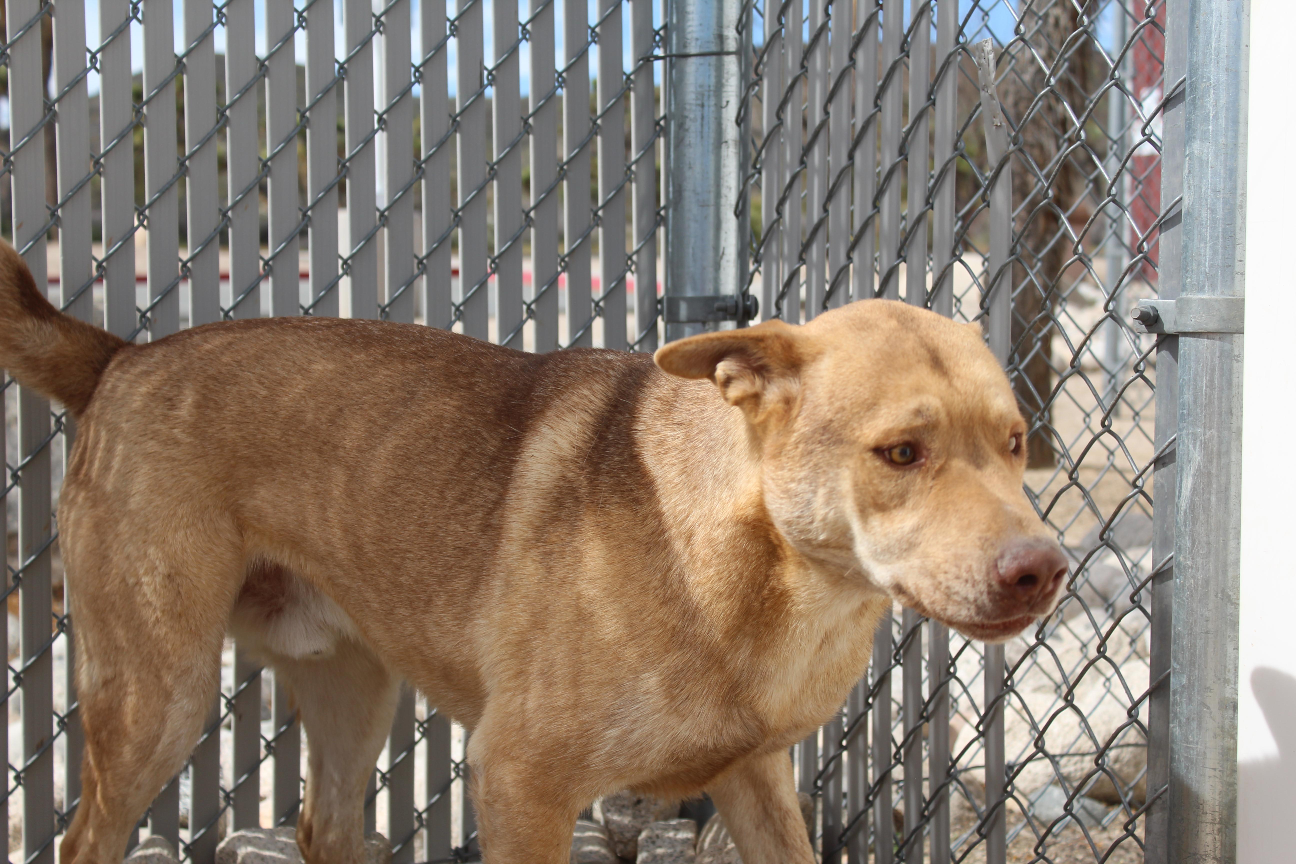 Enlarge Wiley, a Adoptable mixed breed in Yucca Valley, CA image 5/6