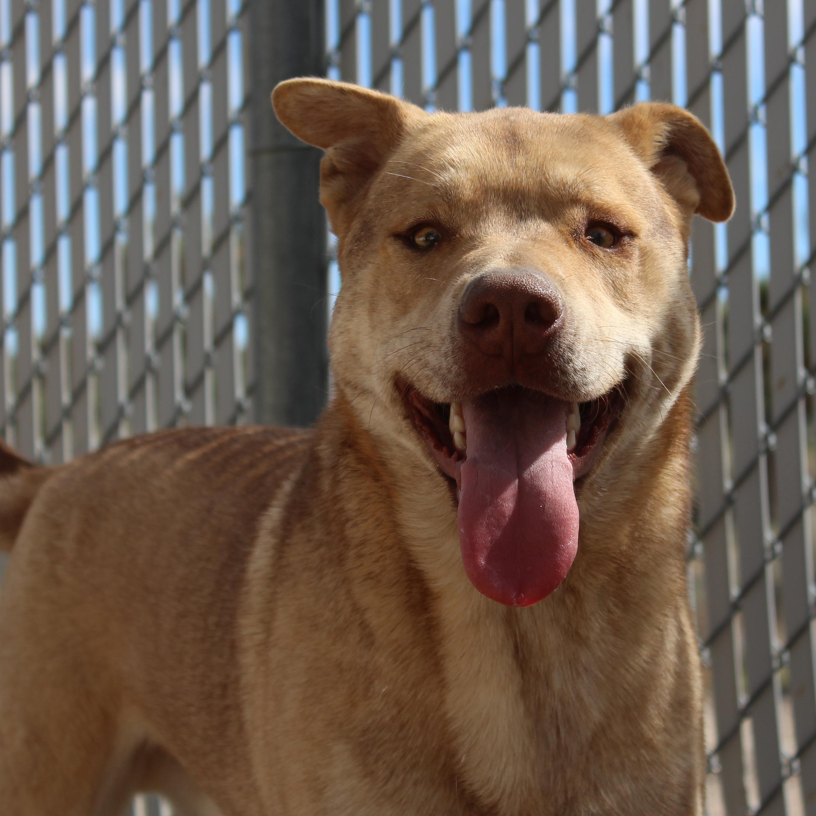 Enlarge Wiley, a Adoptable mixed breed in Yucca Valley, CA image 1/6