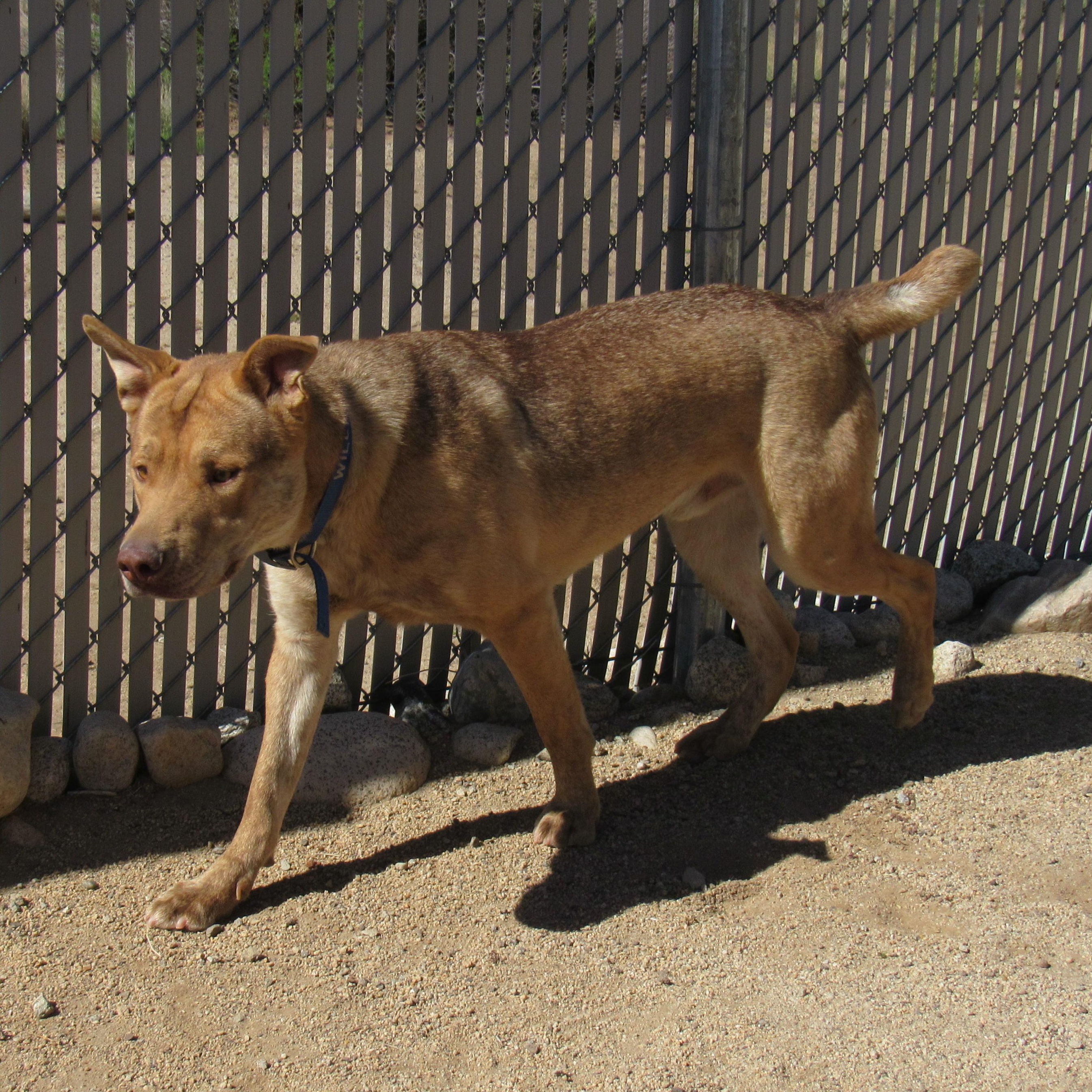 Enlarge Wiley, a Adoptable mixed breed in Yucca Valley, CA image 3/3