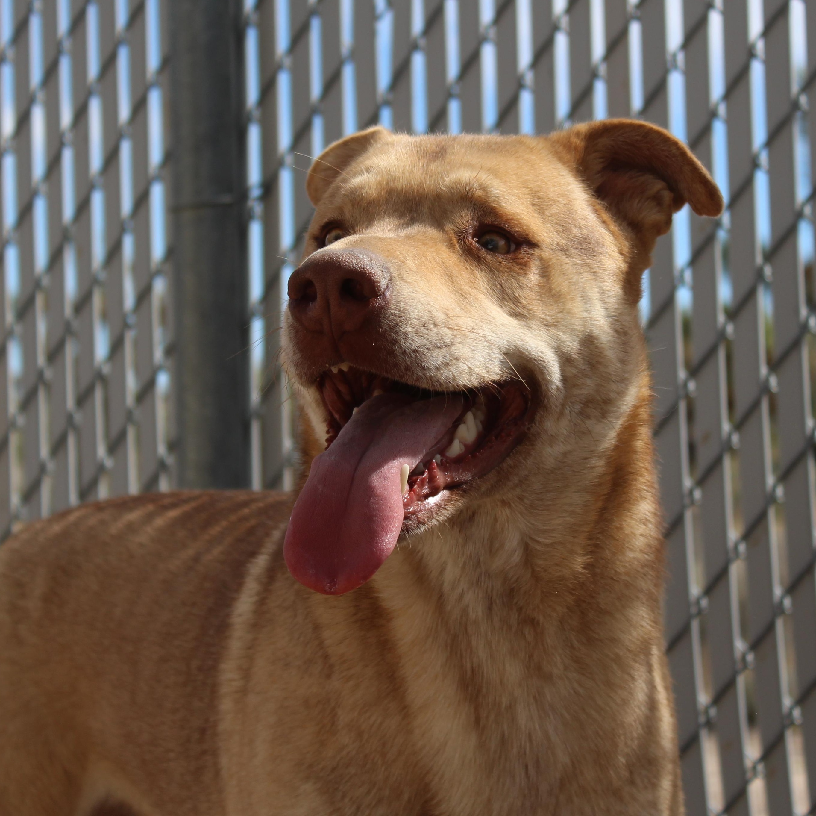 Enlarge Wiley, a Adoptable mixed breed in Yucca Valley, CA image 2/6