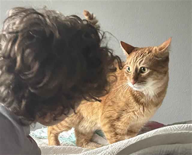 CLOUSEAU, Adoptable, Adult Male Domestic Short Hair.