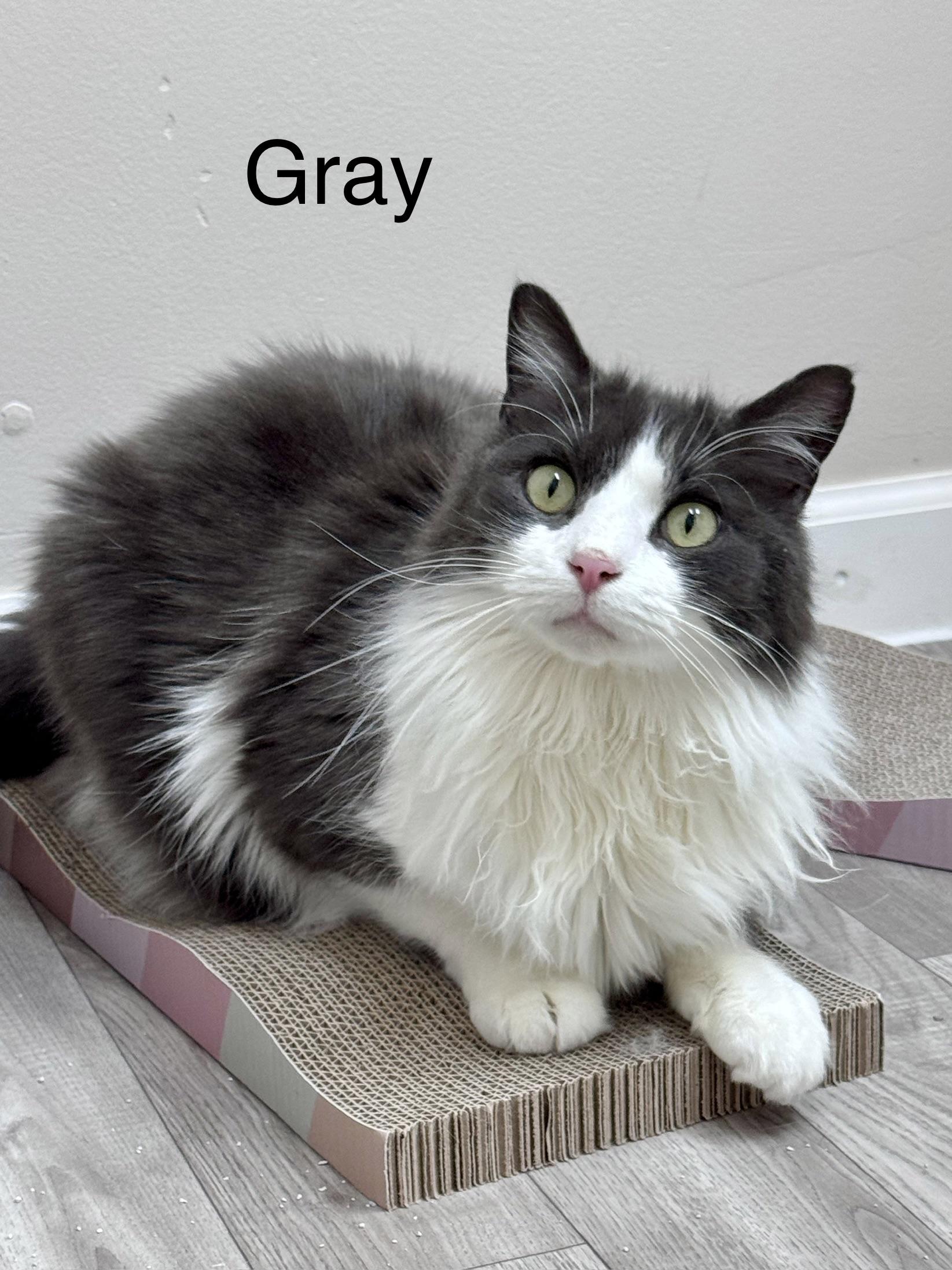 Enlarge Floppy & Gray Long Haired Brothers Tuxedo & Gray, a Adoptable Domestic Long Hair in Monroe, NC image 3/6