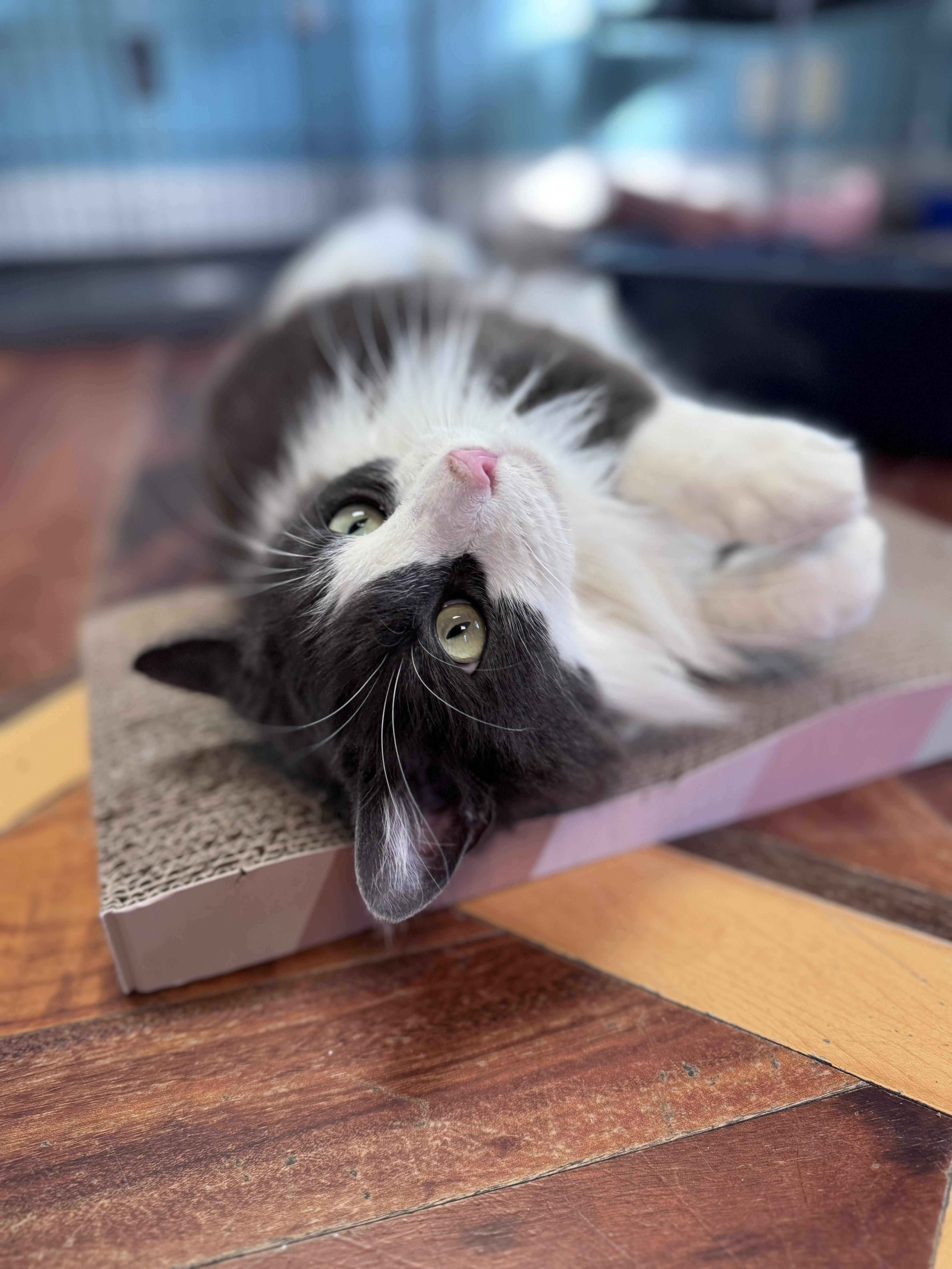Enlarge Floppy & Gray Long Haired Brothers Tuxedo & Gray, a Adoptable Domestic Long Hair in Monroe, NC image 5/6