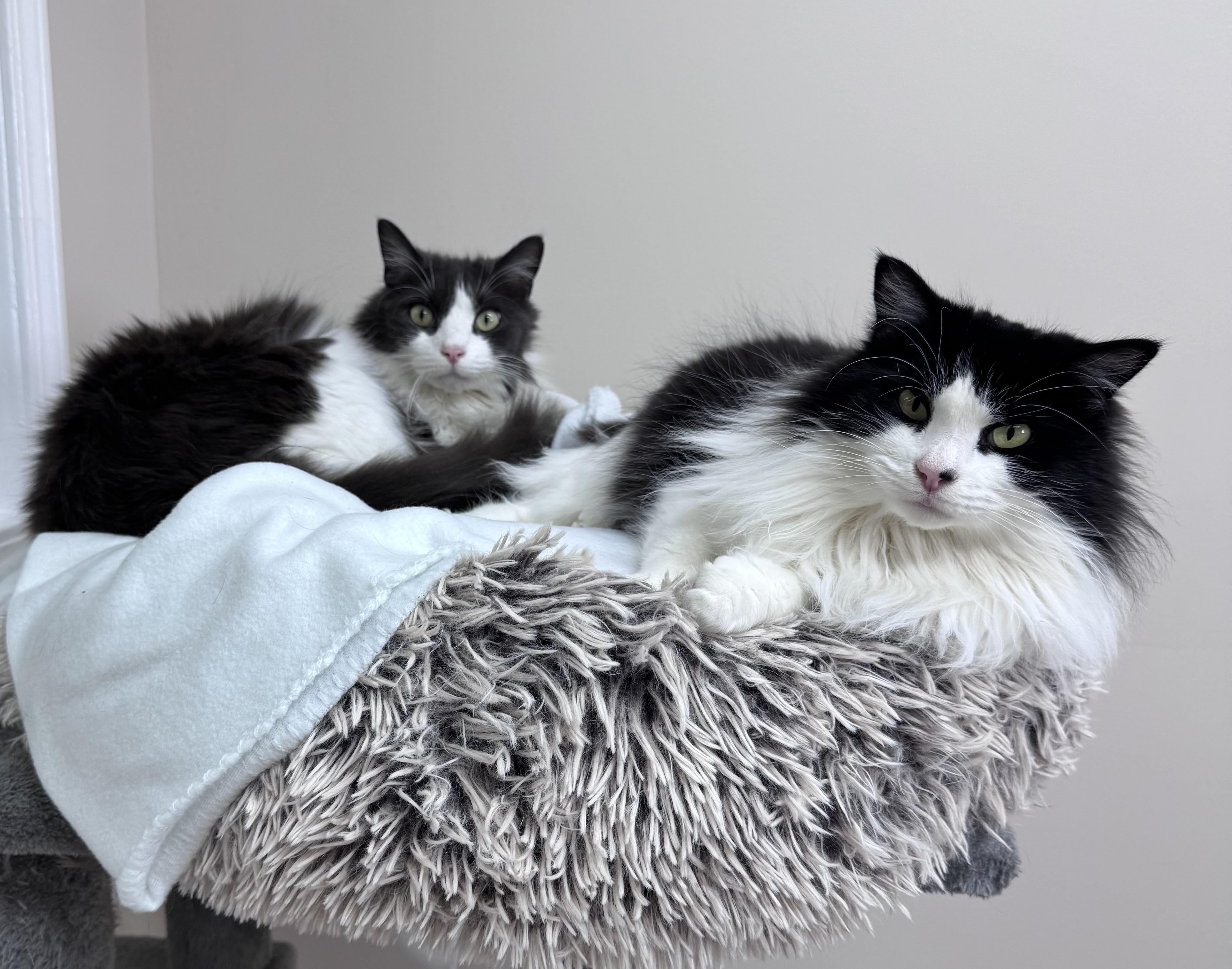 Enlarge Floppy & Gray Long Haired Brothers Tuxedo & Gray, a Adoptable Domestic Long Hair in Monroe, NC image 4/6