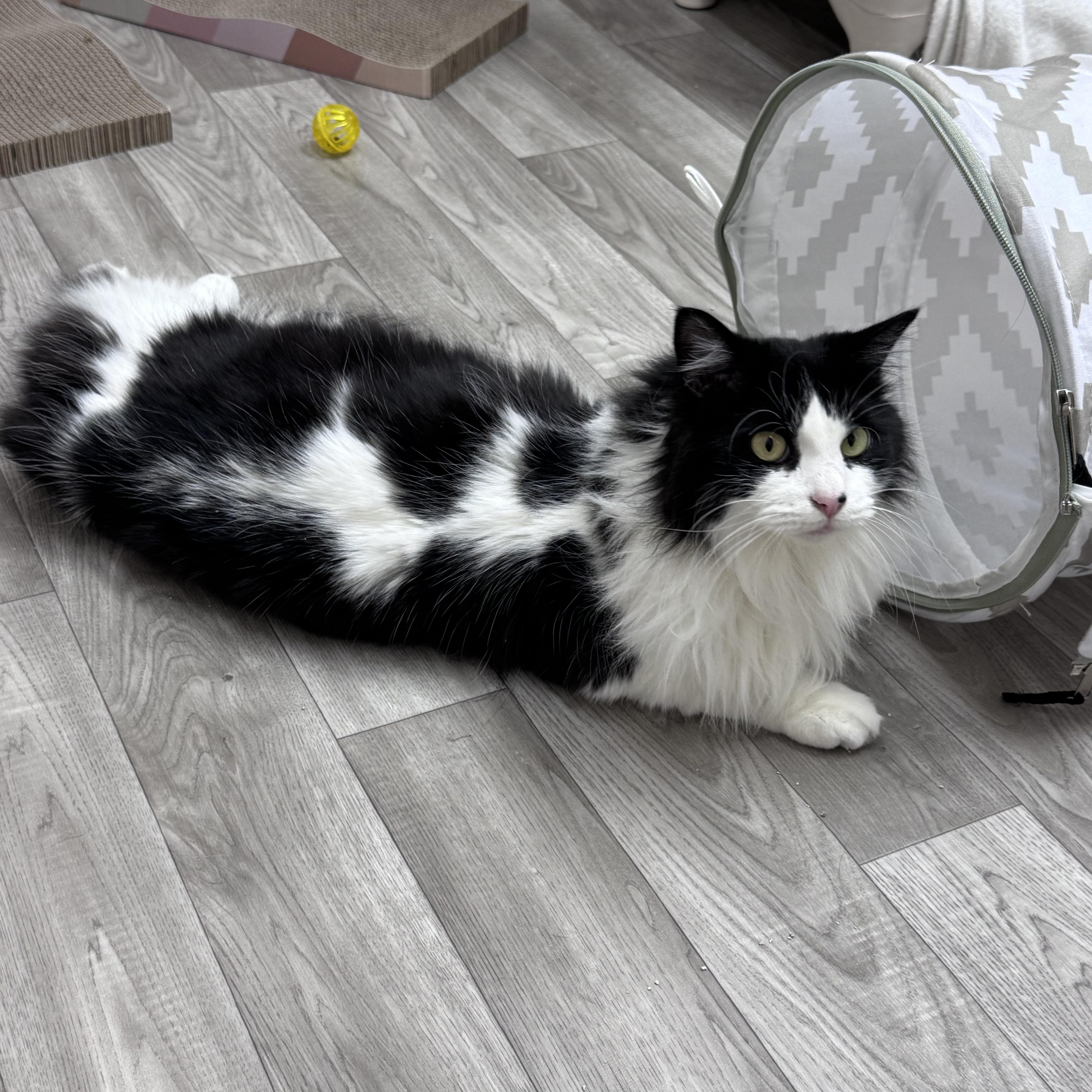 Enlarge Floppy & Gray Long Haired Brothers Tuxedo & Gray, a Adoptable Domestic Long Hair in Monroe, NC image 6/6