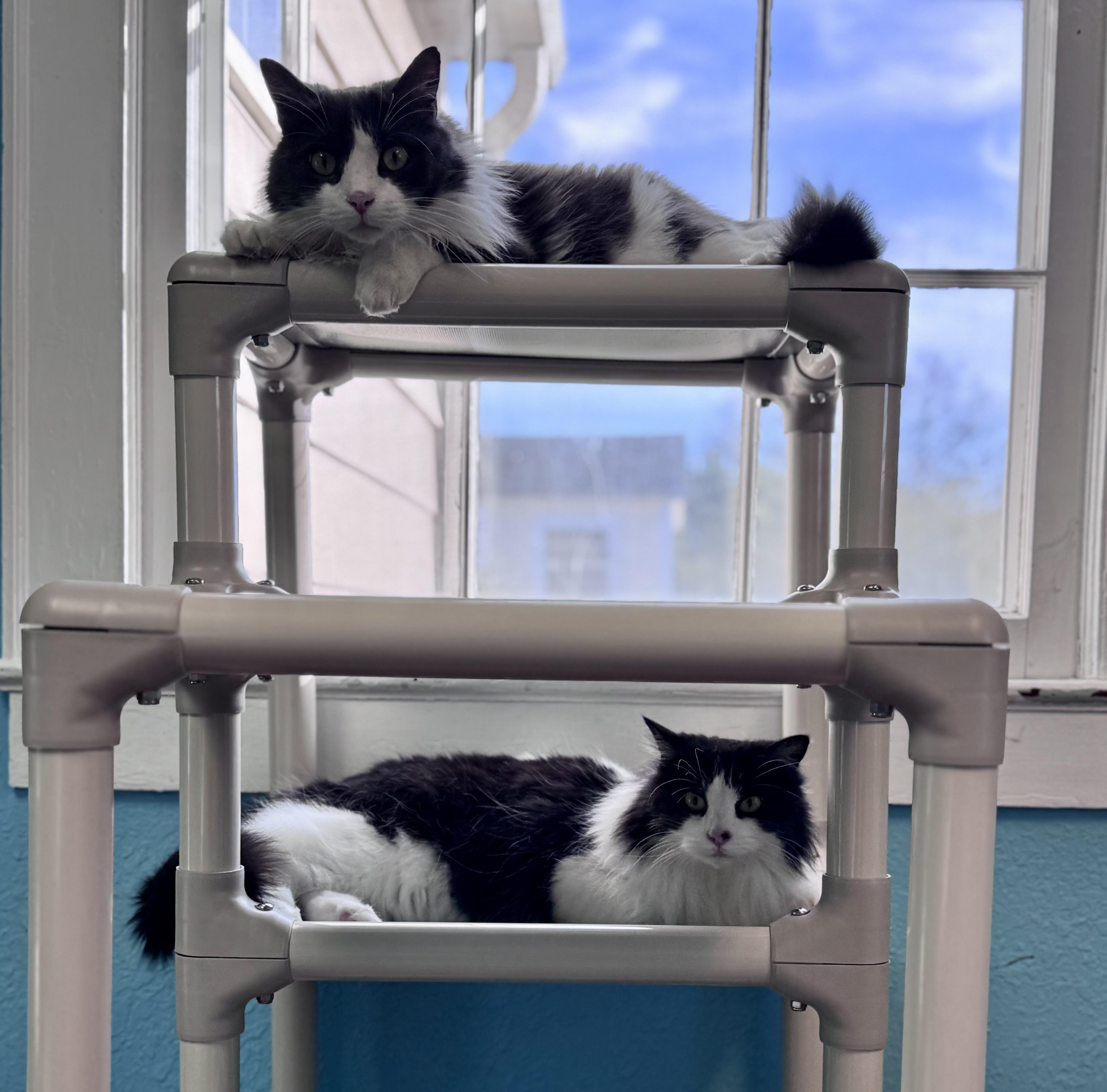 Enlarge Floppy & Gray Long Haired Brothers Tuxedo & Gray, a Adoptable Domestic Long Hair in Monroe, NC image 1/6