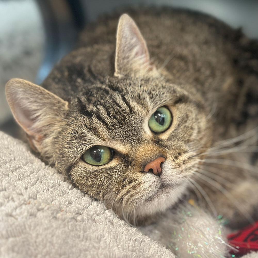 Tiger Lily — thumbnail 2