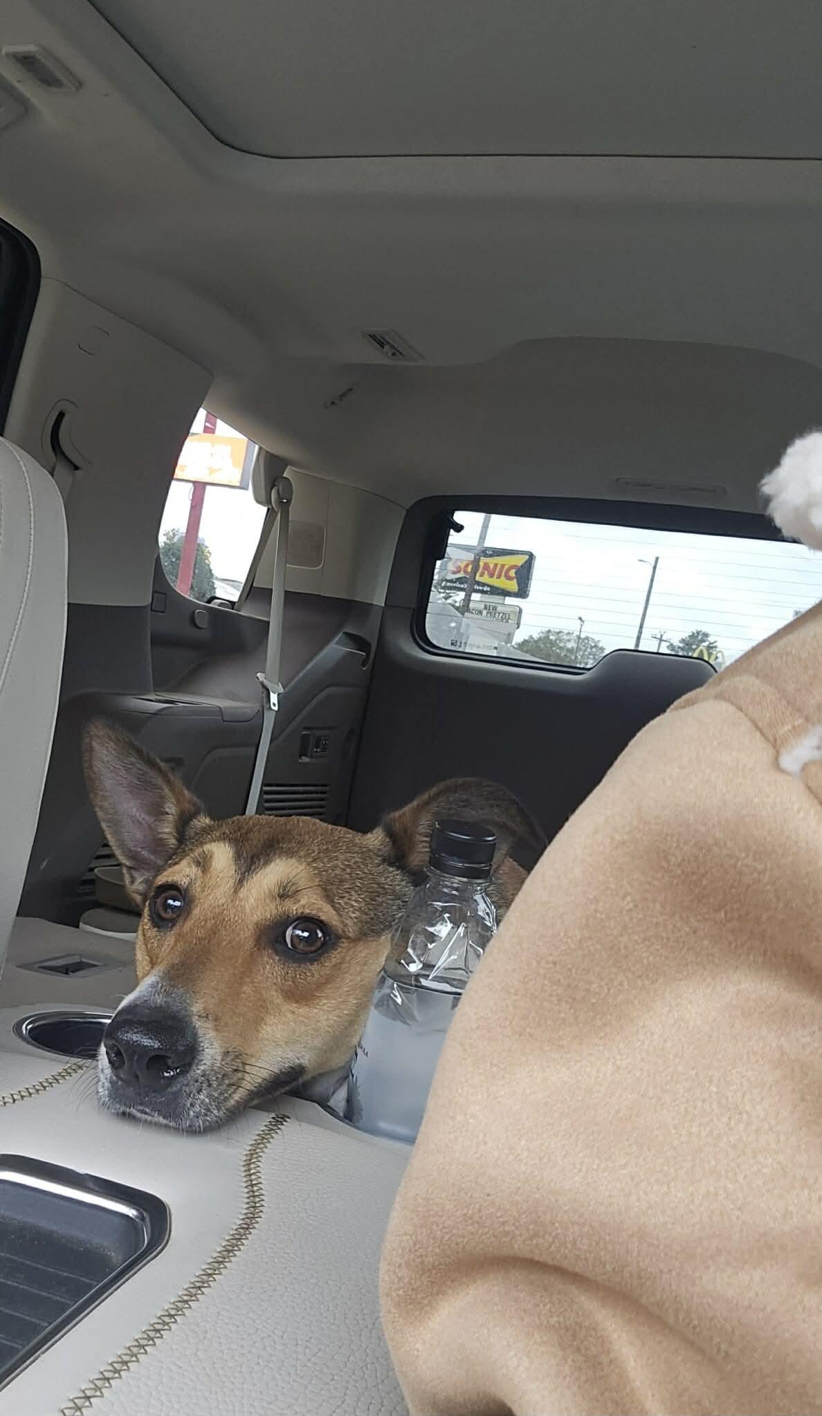 Jitterbug, Adoptable, Young Male Terrier & Collie.