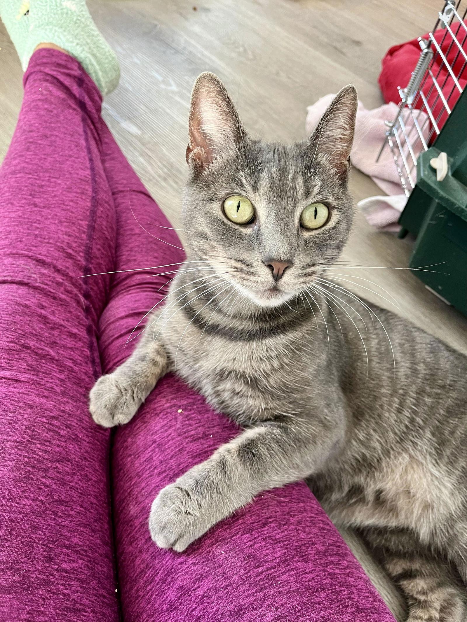 Enlarge Clarice, a Adoptable American Shorthair in Philadelphia, PA image 1/3