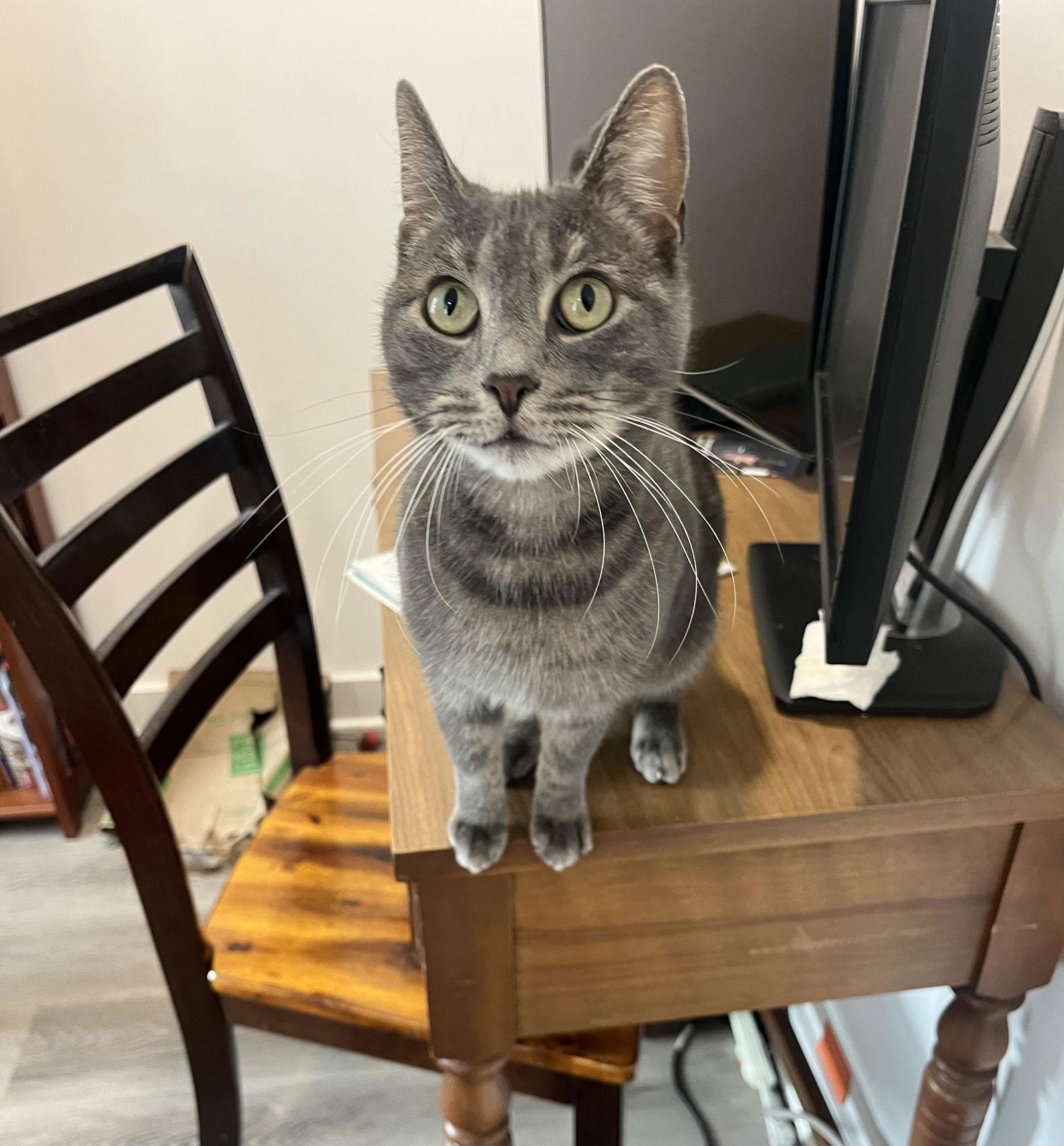 Enlarge Clarice, a Adoptable American Shorthair in Philadelphia, PA image 2/3