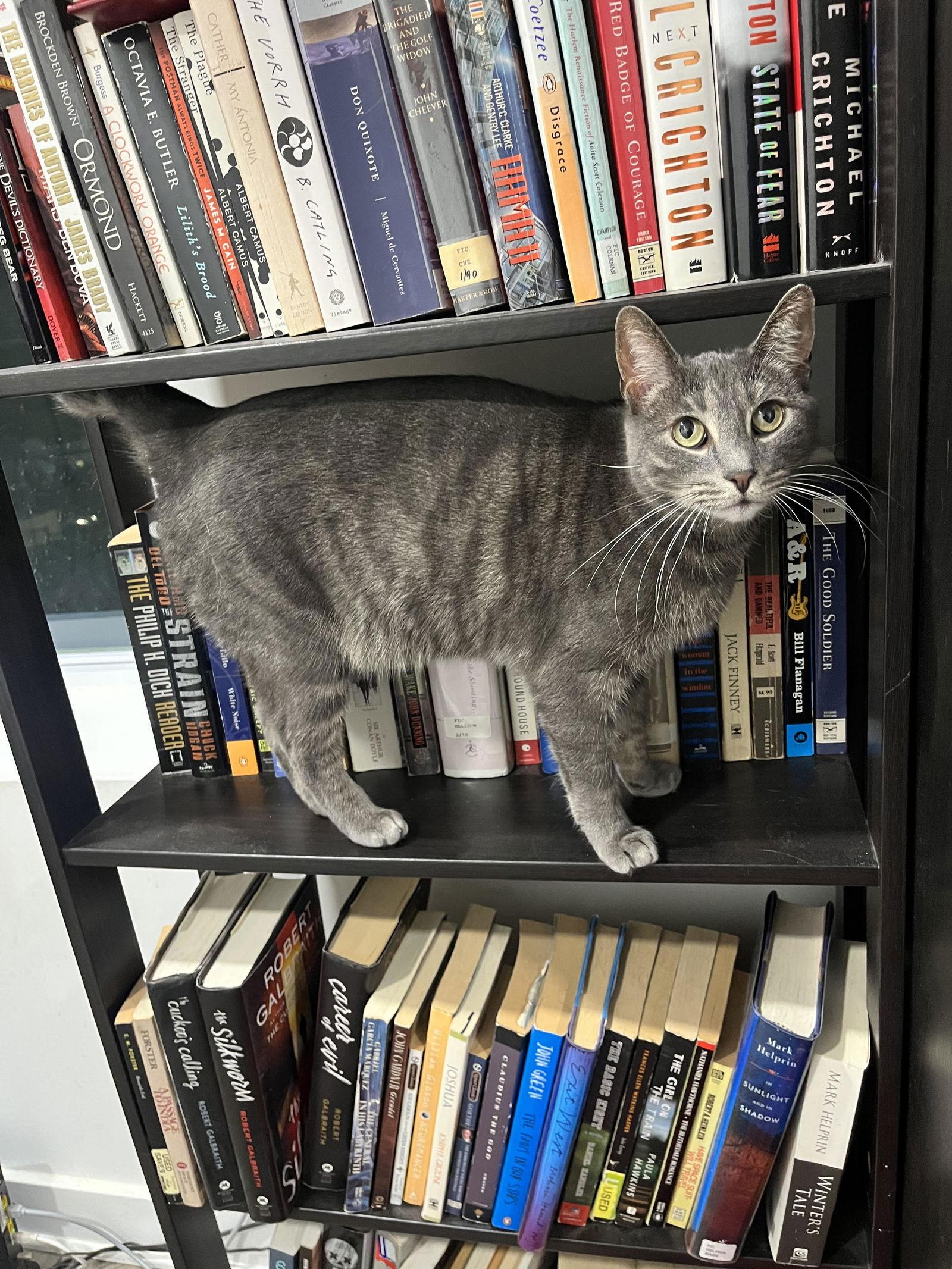 Enlarge Clarice, a Adoptable American Shorthair in Philadelphia, PA image 3/3