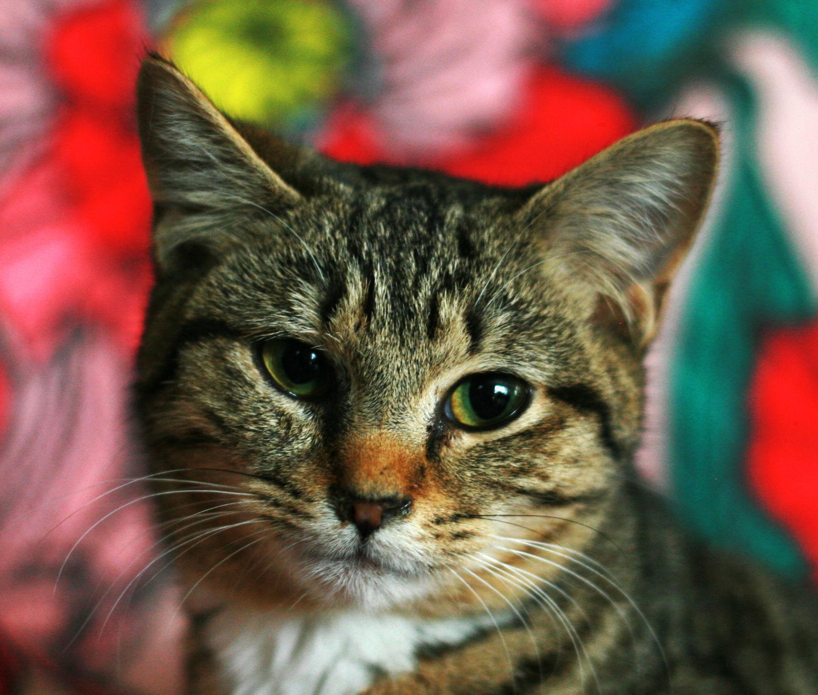 Stevella, Adoptable, Adult Female Domestic Short Hair & Tabby.