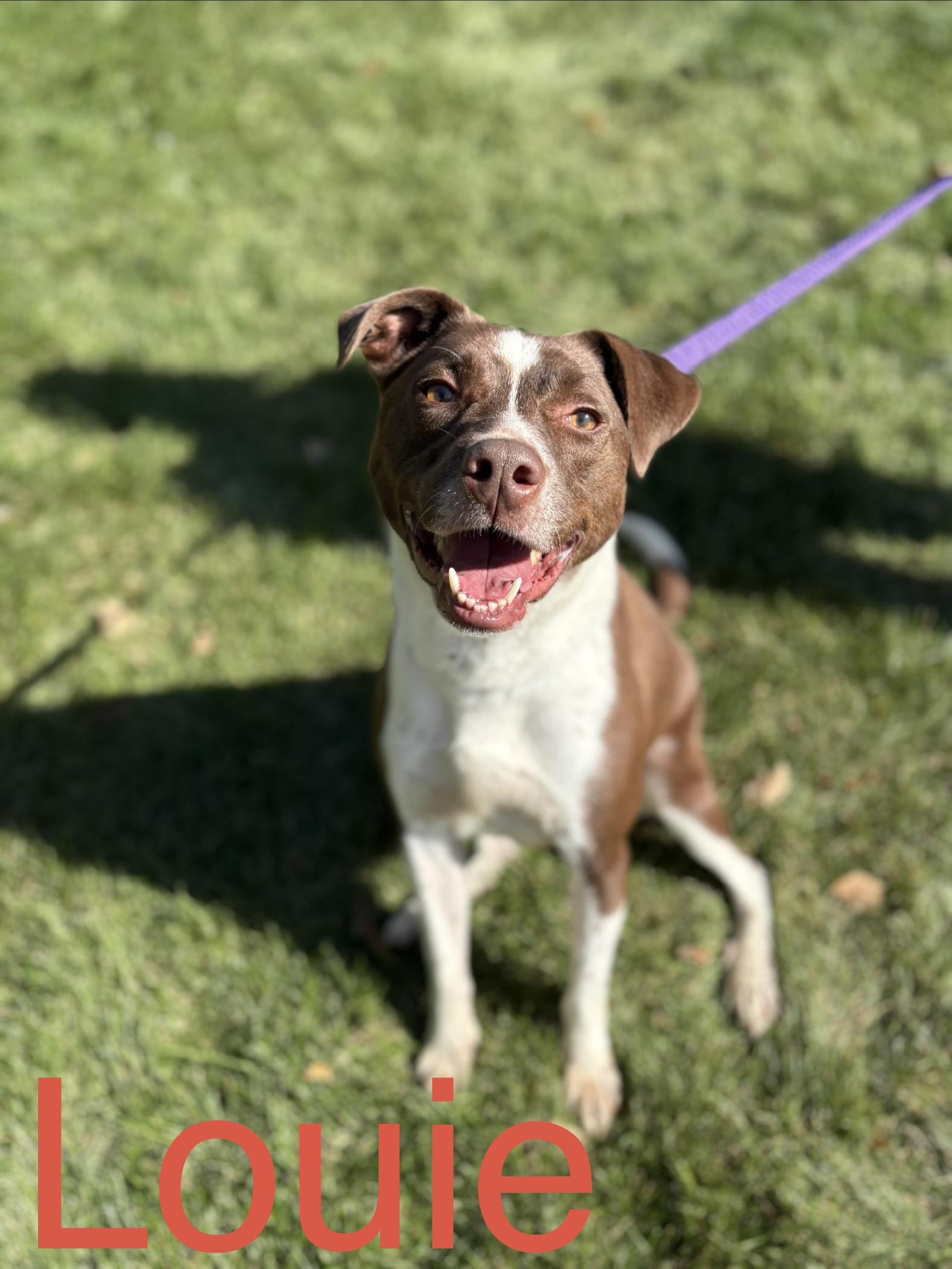 Enlarge Louie, a Adoptable mixed breed in Zimmerman, MN image 1/3