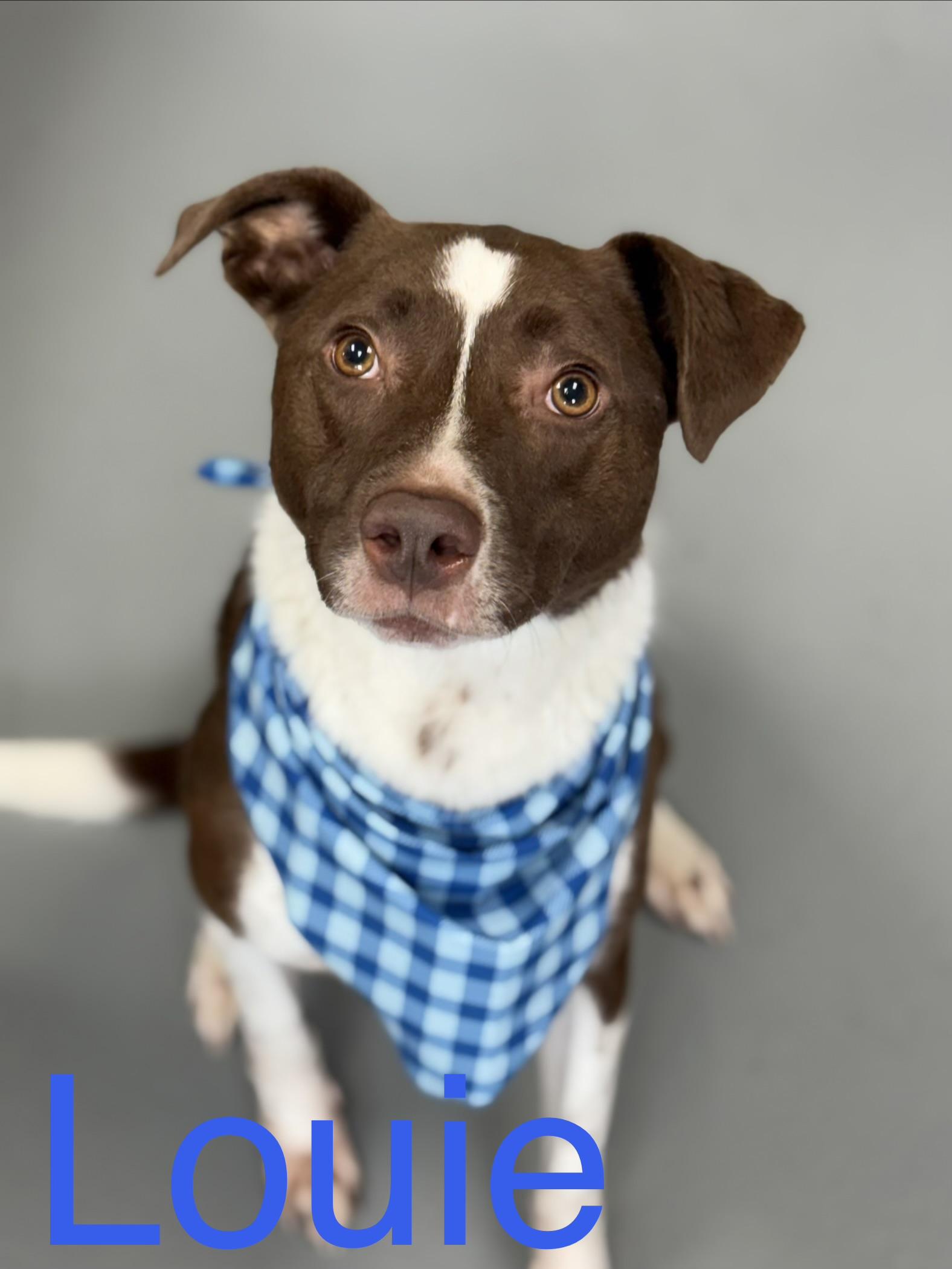 Louie, ADOPTABLE, Adult Male Labrador Retriever.