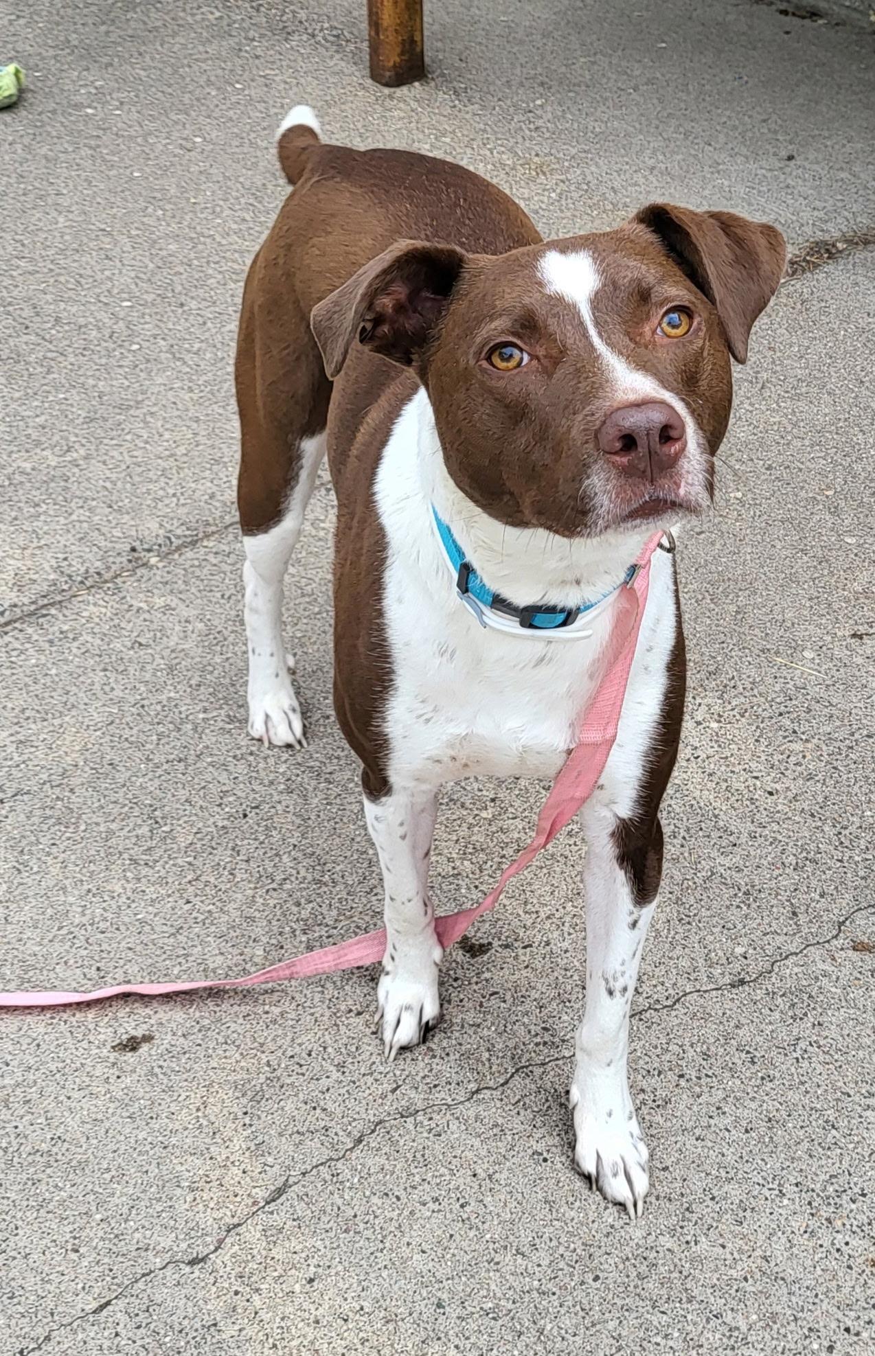 Enlarge Louie, a ADOPTABLE mixed breed in Zimmerman, MN image 2/2
