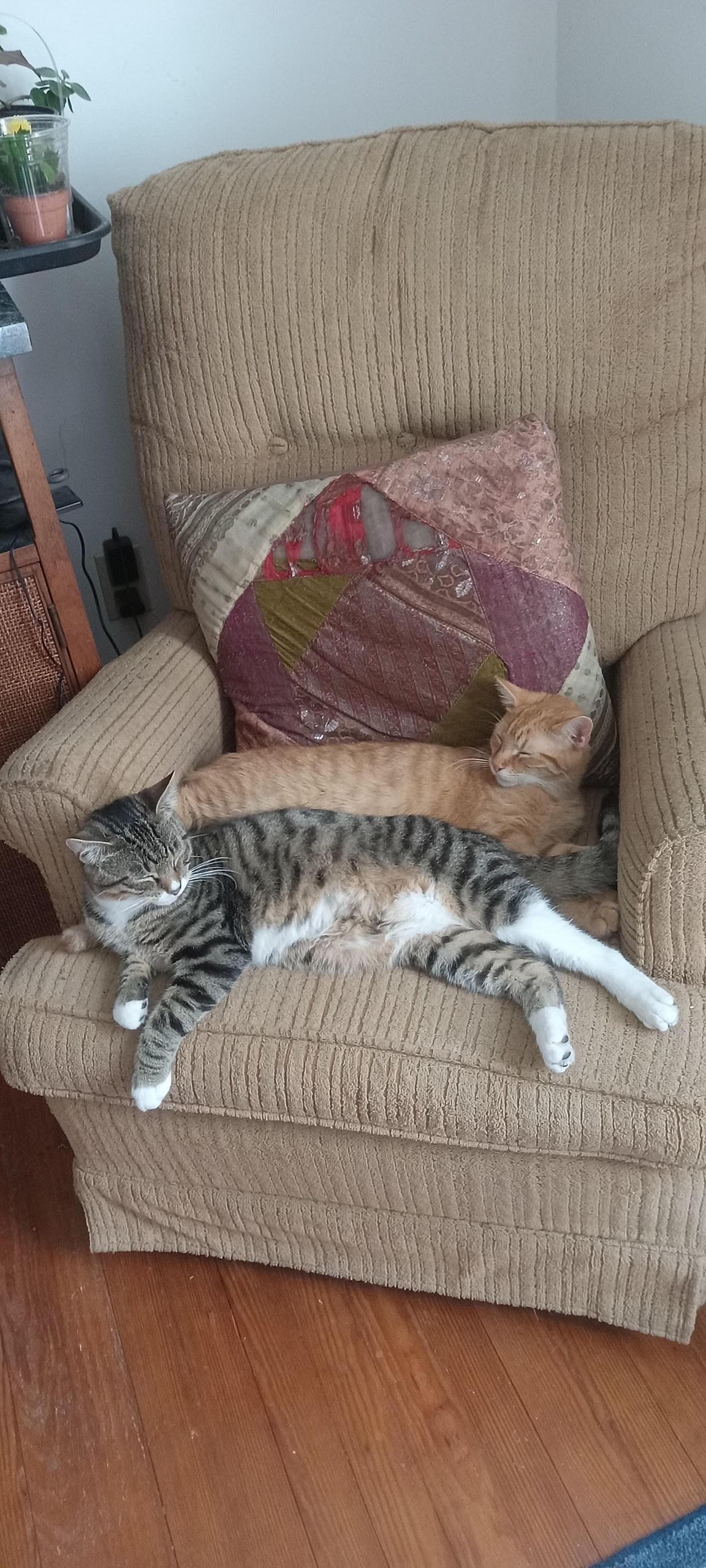 Enlarge Solen and Moss, a ADOPTABLE Domestic Short Hair in Chesapeake Beach, MD image 1/1