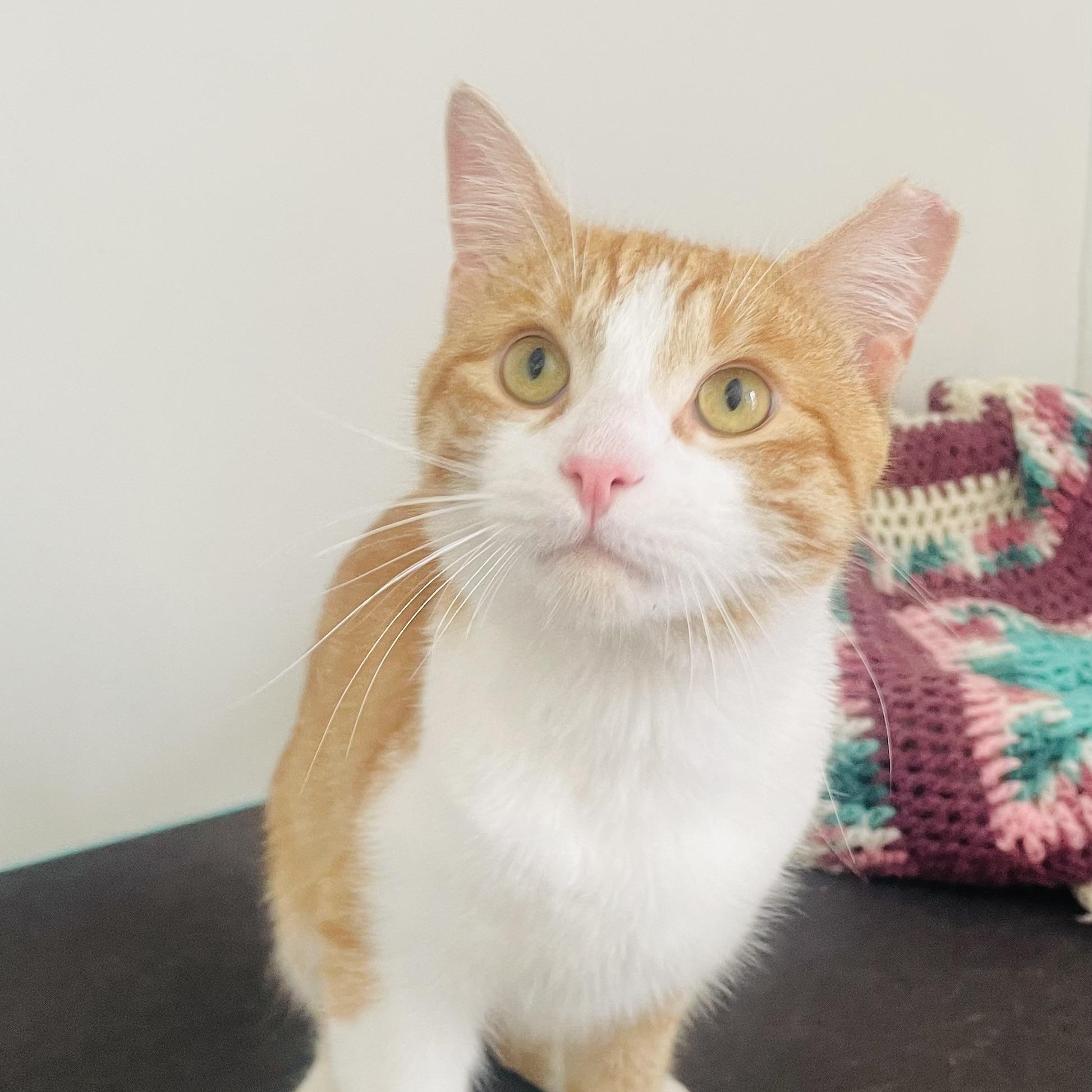 Rowan Ruadhán, Adult Male Domestic Short Hair