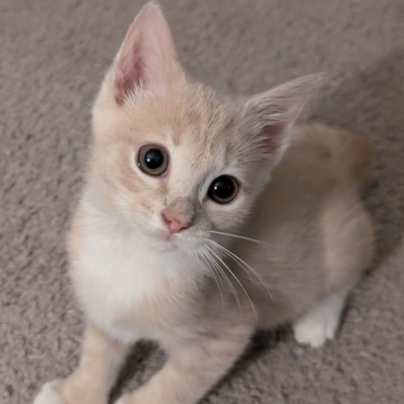 Caprese, Adoptable, Kitten Female Domestic Short Hair.