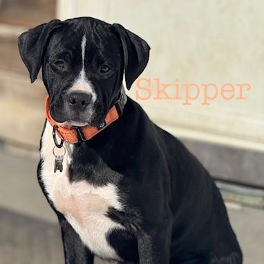 Enlarge Skipper, an adopted mixed breed in Albany, NY image 1/6