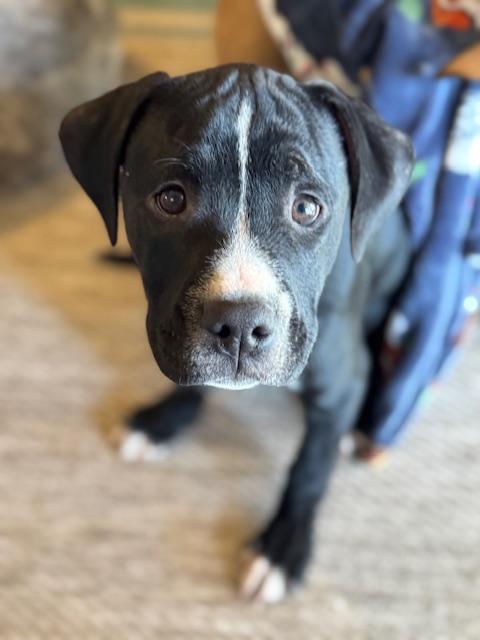 Enlarge Skipper, an adopted mixed breed in Albany, NY image 5/6