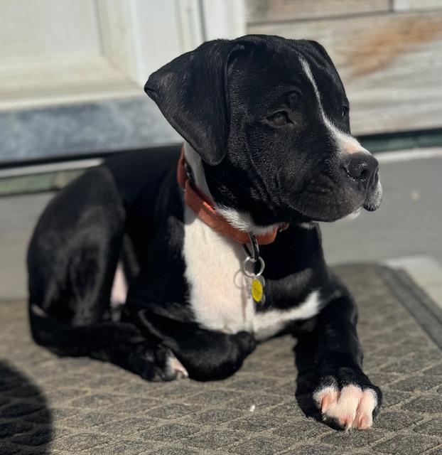 Enlarge Skipper, an adopted mixed breed in Albany, NY image 4/6