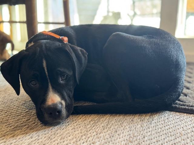 Enlarge Skipper, an adopted mixed breed in Albany, NY image 3/6