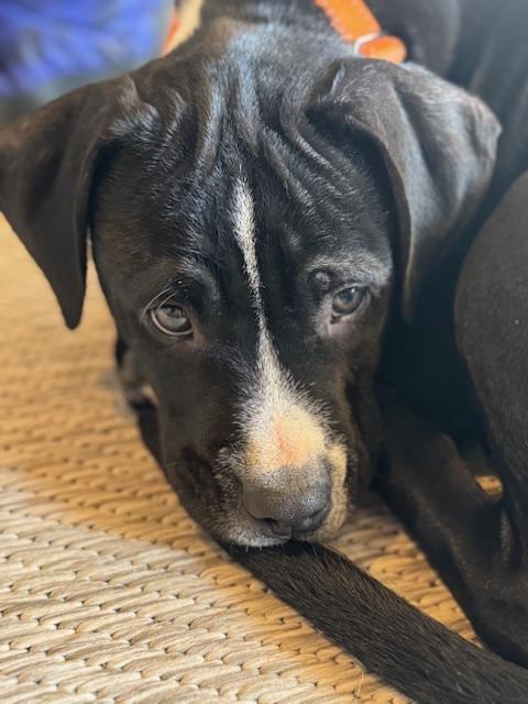 Enlarge Skipper, an adopted mixed breed in Albany, NY image 6/6