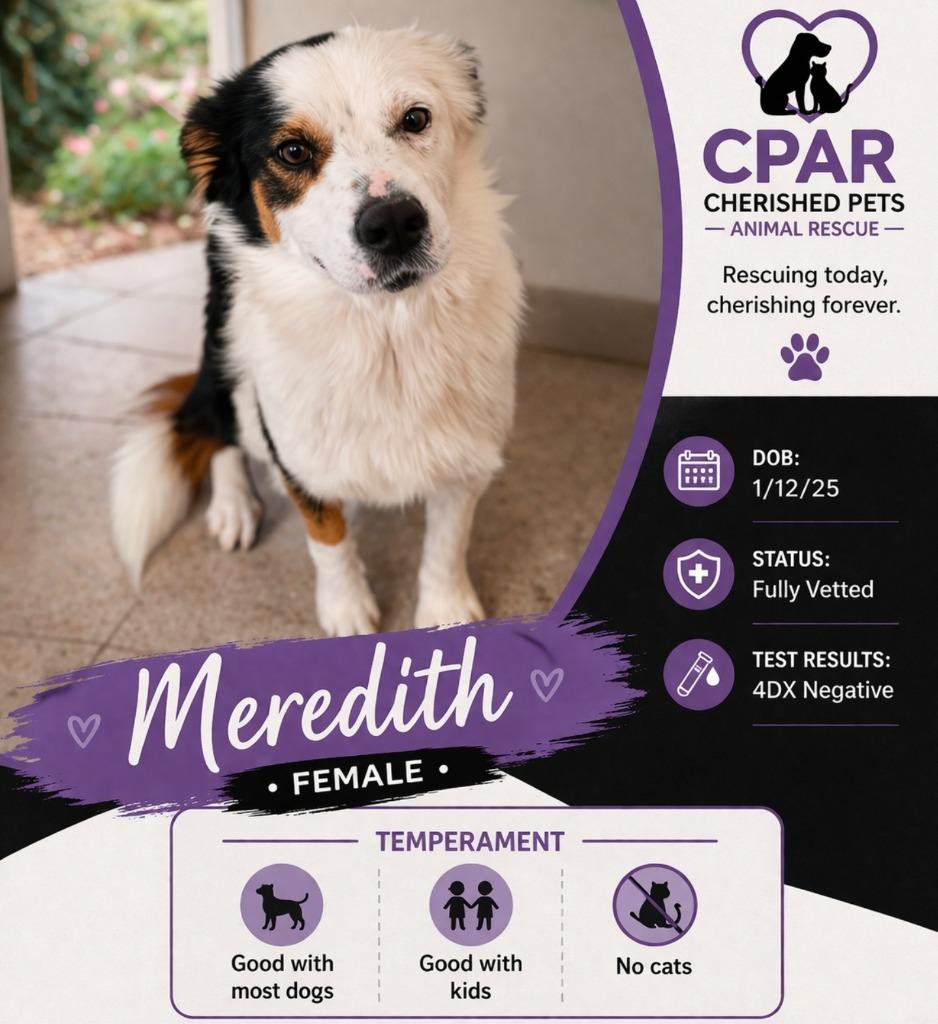 Enlarge Meredith, a Adoptable mixed breed in Fort Stockton, TX image 1/3