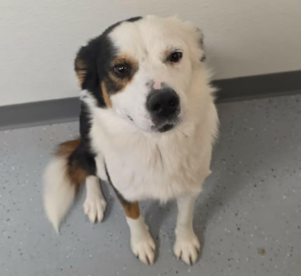 Enlarge Meredith, a Adoptable mixed breed in Fort Stockton, TX image 2/3