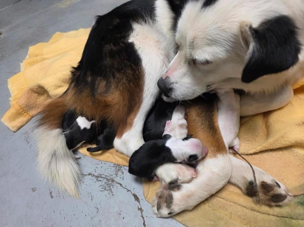 Enlarge Meredith, a Adoptable mixed breed in Fort Stockton, TX image 3/3