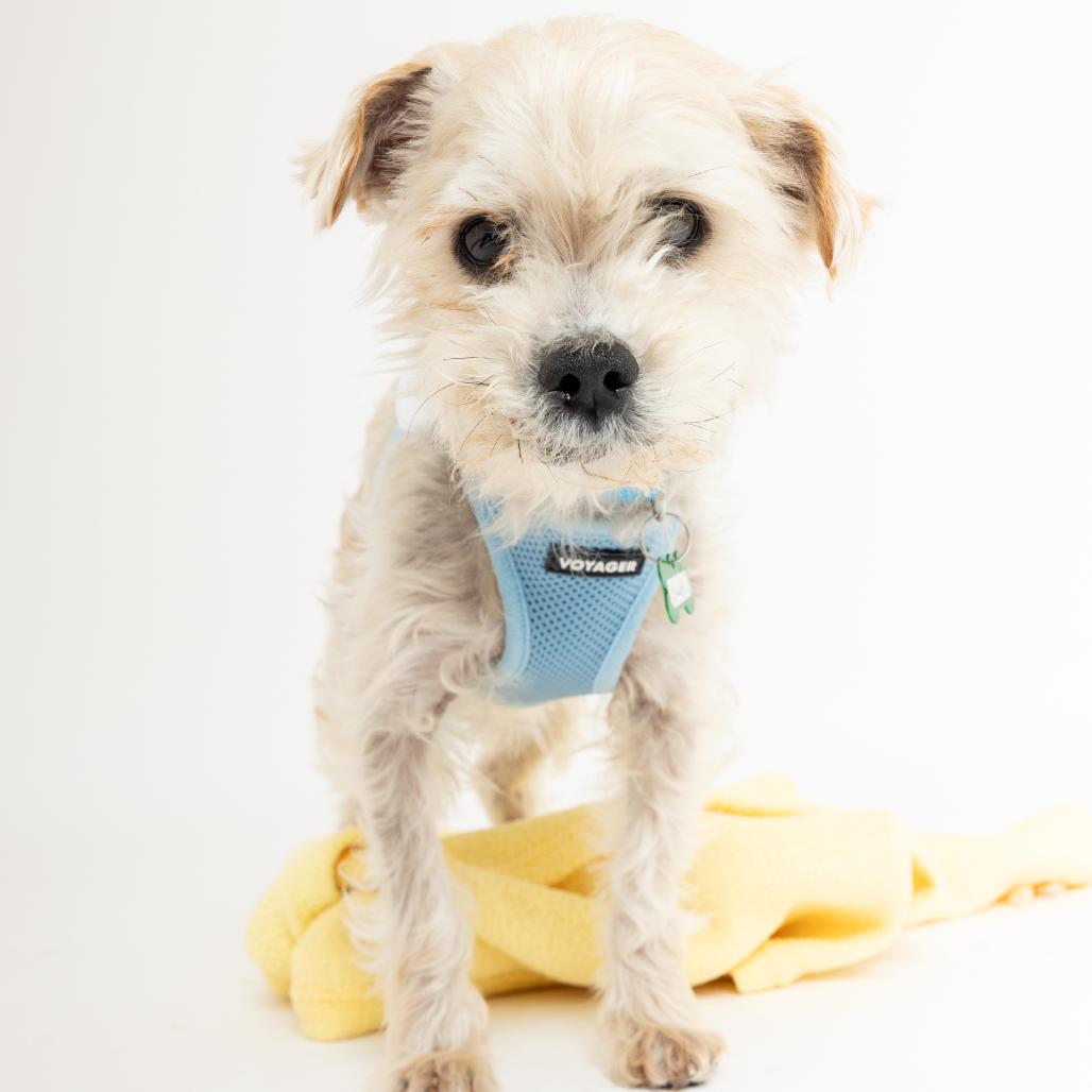 Enlarge Smurf 14017, a Adoptable Yorkshire Terrier in San Francisco, CA image 5/6