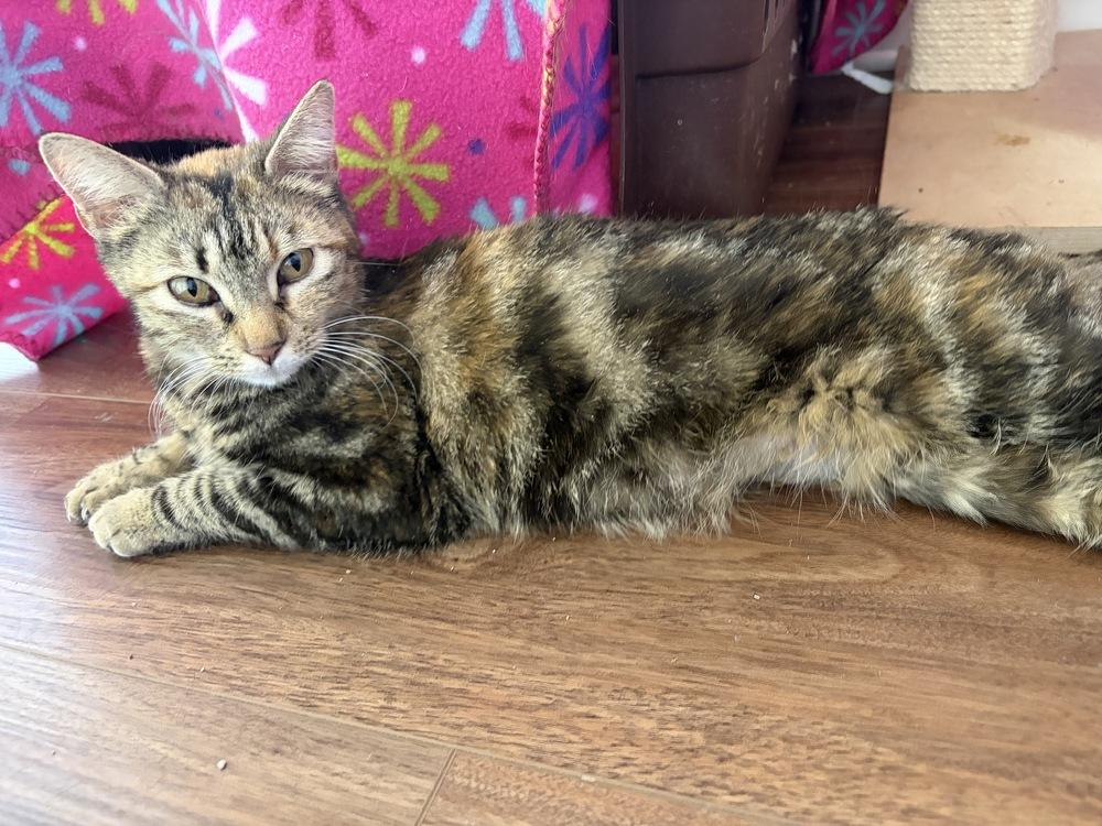 Enlarge Arabella, a Adoptable mixed breed in Papillion, NE image 1/2