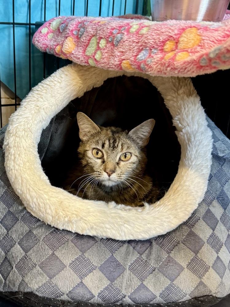 Enlarge Arabella, a Adoptable mixed breed in Papillion, NE image 2/2