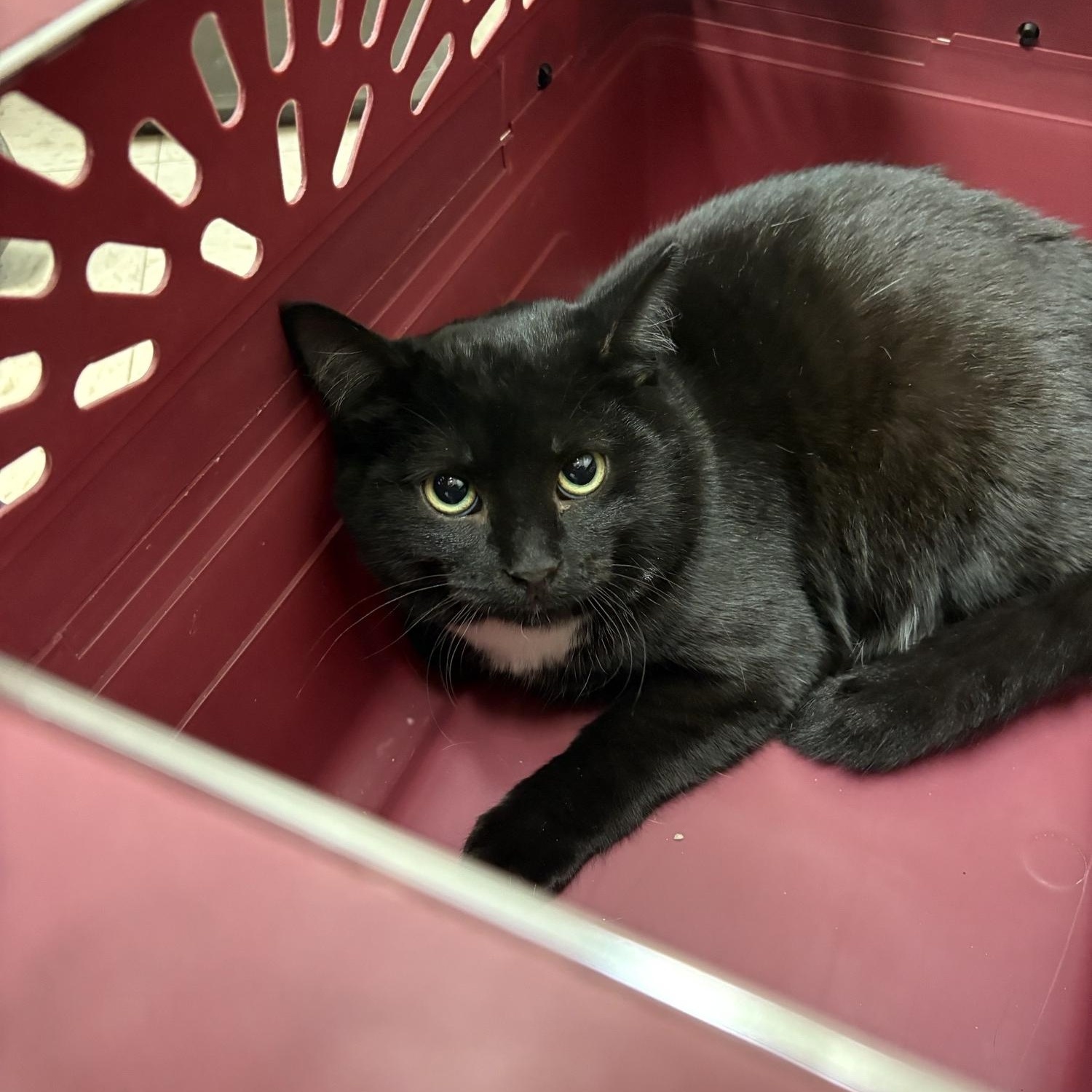 Enlarge Luigi, a Adoptable Domestic Short Hair in Saint Charles, MO image 2/2