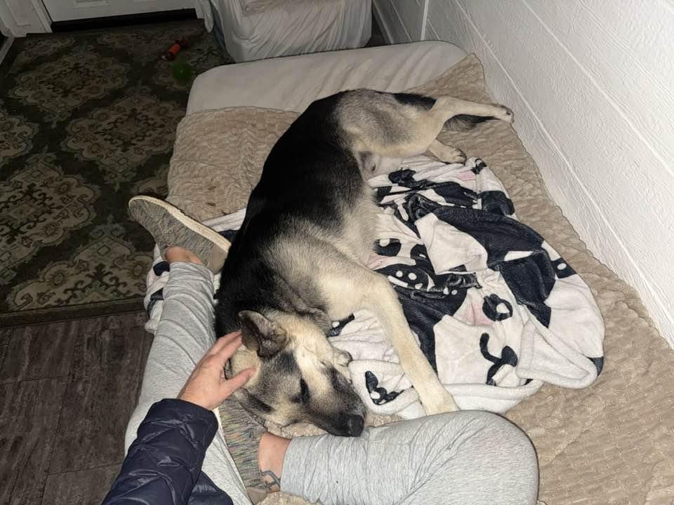 Enlarge Geronimo, a ADOPTABLE German Shepherd Dog in Benton Harbor, MI image 2/3