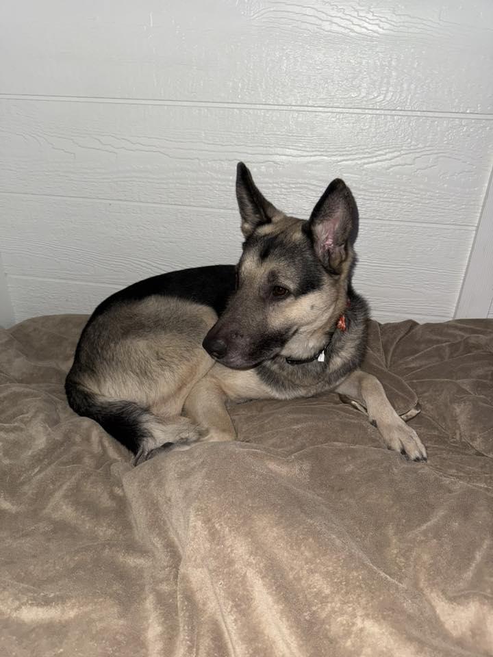 Enlarge Geronimo, a ADOPTABLE German Shepherd Dog in Benton Harbor, MI image 3/3
