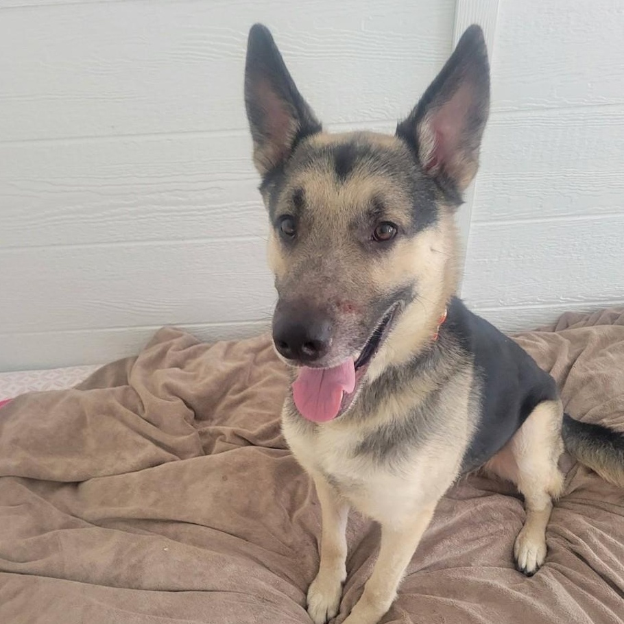 Enlarge Geronimo, a ADOPTABLE German Shepherd Dog in Benton Harbor, MI image 1/3